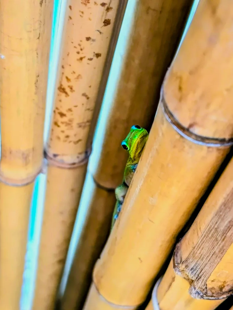 Un gecko vert est partiellement visible, se glissant entre de hautes tiges de bambou verticales. 