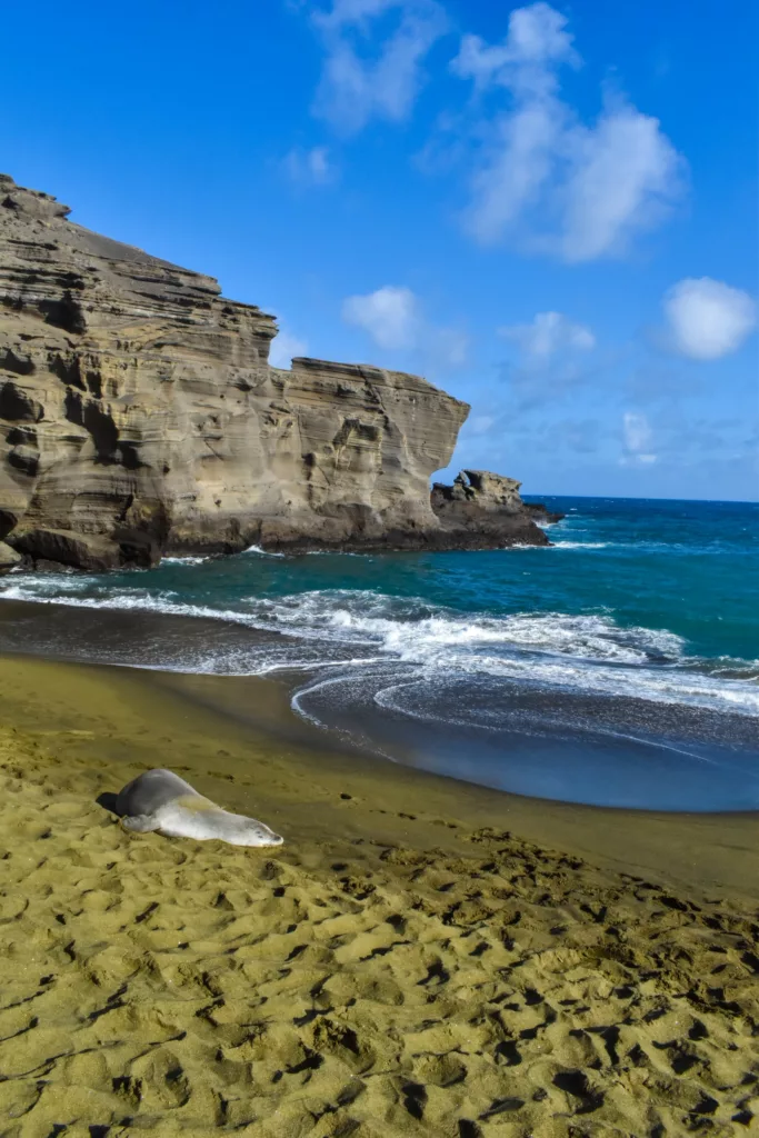 Un phoque solitaire se repose sur une plage de sable avec des falaises sombres en arrière-plan, tandis que les vagues de l'océan bleu s'écrasent sur le rivage