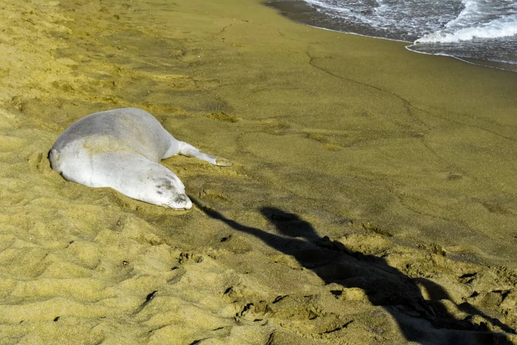 Un phoque est couché sur le côté sur une plage de sable près de l'eau. L'ombre d'une personne s'étire vers le phoque.