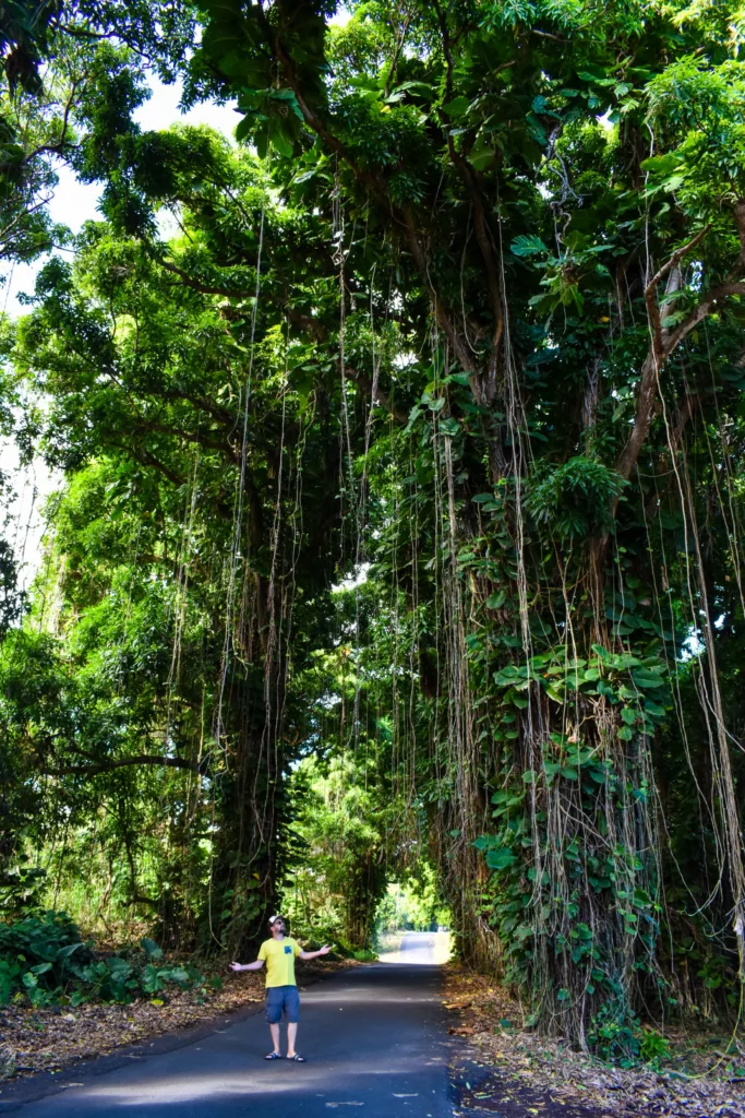 Une personne se tient sur une route, sous de grands arbres denses avec de longues lianes suspendues, formant un tunnel vert naturel