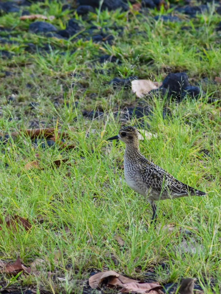 Un petit oiseau aux plumes tachetées de brun et de blanc se tient dans les hautes herbes vertes