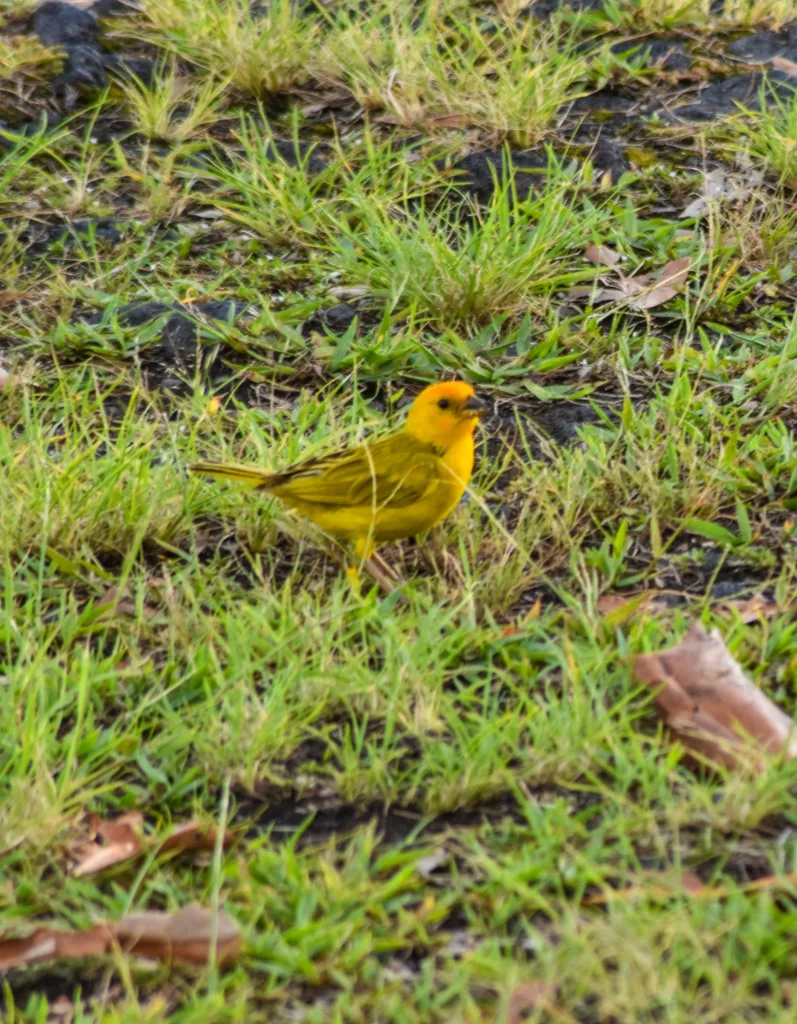 Un petit oiseau jaune à la tête teintée d'orange se tient sur l'herbe verte, entouré de taches de terre et de quelques feuilles brunes