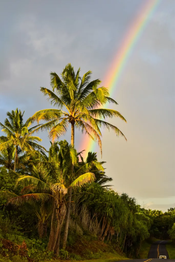 De grands palmiers aux frondes vertes s'élèvent devant une végétation luxuriante. Un arc-en-ciel se dessine dans le ciel nuageux au-dessus d'une route étroite 