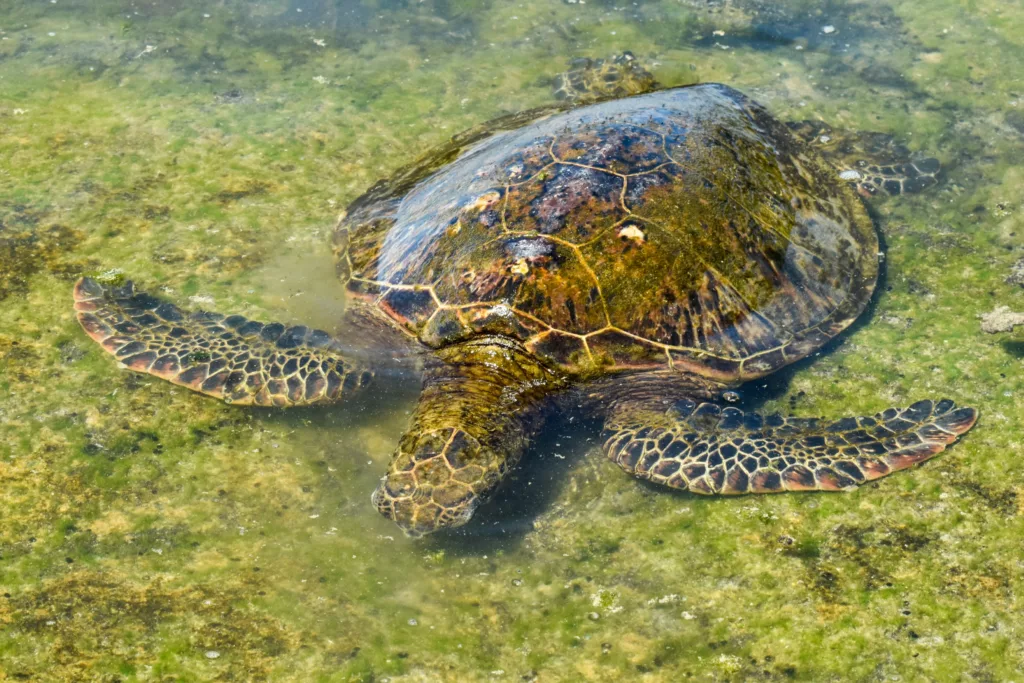 Une tortue de mer à la carapace brune et jaune se repose dans une eau claire et peu profonde, sur des rochers verdâtres couverts d'algues.