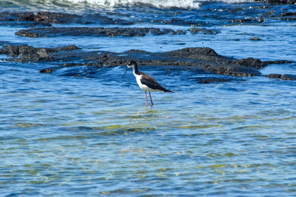 Un oiseau de rivage noir et blanc aux longues pattes roses se tient dans une eau claire peu profonde près de rochers sombres