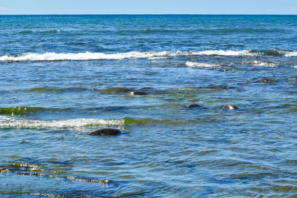 L'eau peu profonde de l'océan avec de petites vagues se brisant sur les rochers et tortues près du rivage 