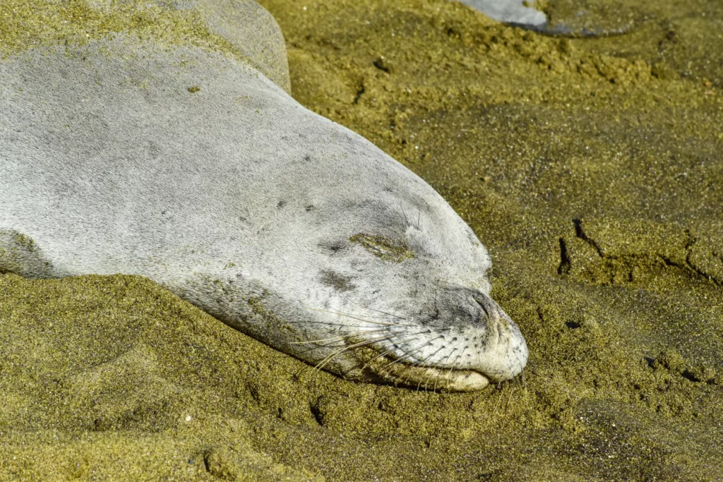 Un phoque repose sur une plage de sable, les yeux fermés, partiellement enfouis dans le sable brun verdâtre. 