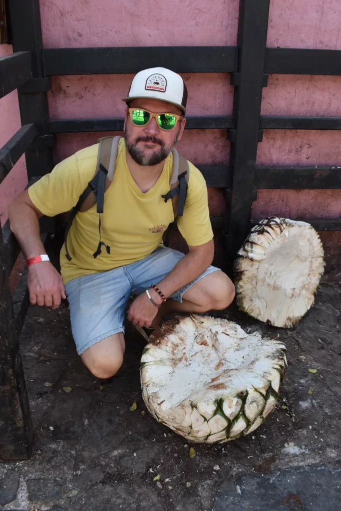 Un homme portant des lunettes de soleil est accroupi à côté de deux gros morceaux ronds de cœur d'agave près d'une clôture en bois et d'un mur rose
