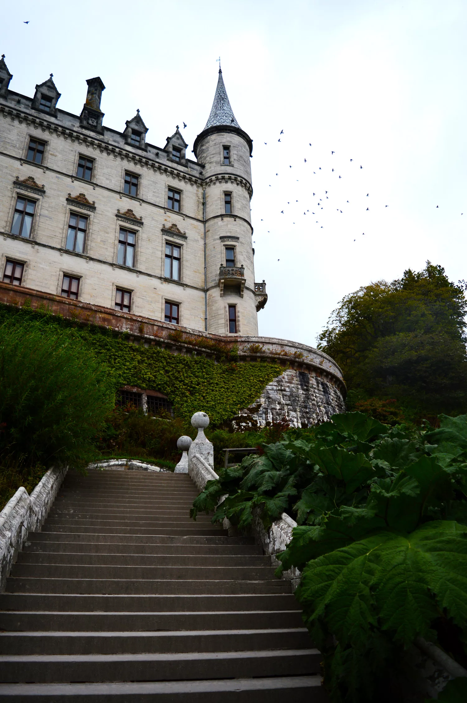 Un escalier en pierre mène au château historique  Dunrobin, avec des murs couverts de lierre, de hautes fenêtres et une tourelle. Des plantes vertes luxuriantes bordent les marches et des oiseaux volent dans le ciel nuageux.