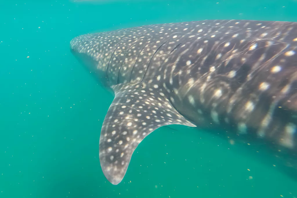 Vue sous-marine rapprochée d'un requin-baleine, dont la peau tachetée et la nageoire dorsale sont visibles, nageant dans l'eau bleue-verte de la mer de Cortés en Basse-Californie.