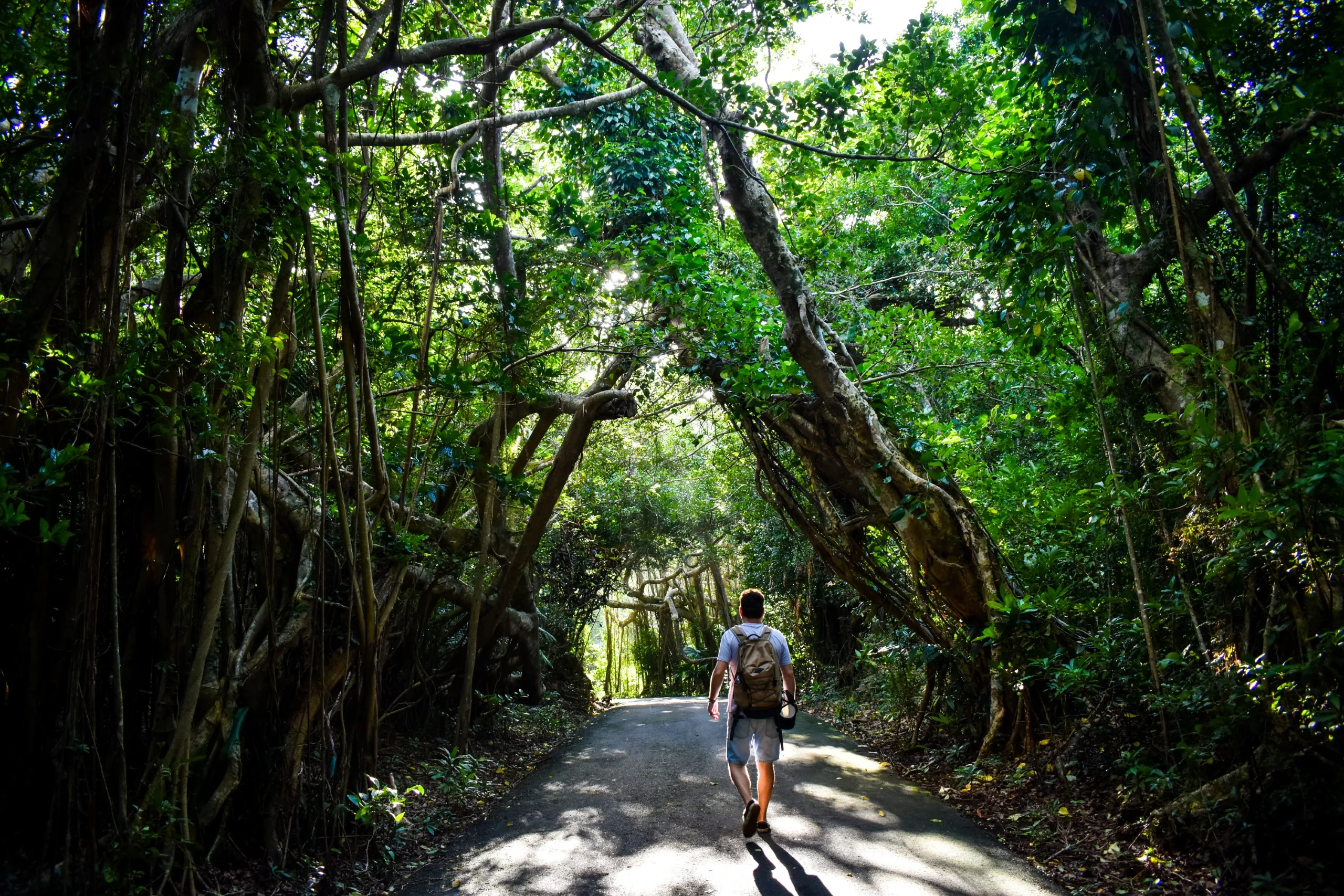 Une personne munie d'un sac à dos marche seule sur un chemin pavé entouré d'une forêt dense et verdoyante à Taïwan. La lumière du soleil filtre à travers les grands arbres et le feuillage épais.