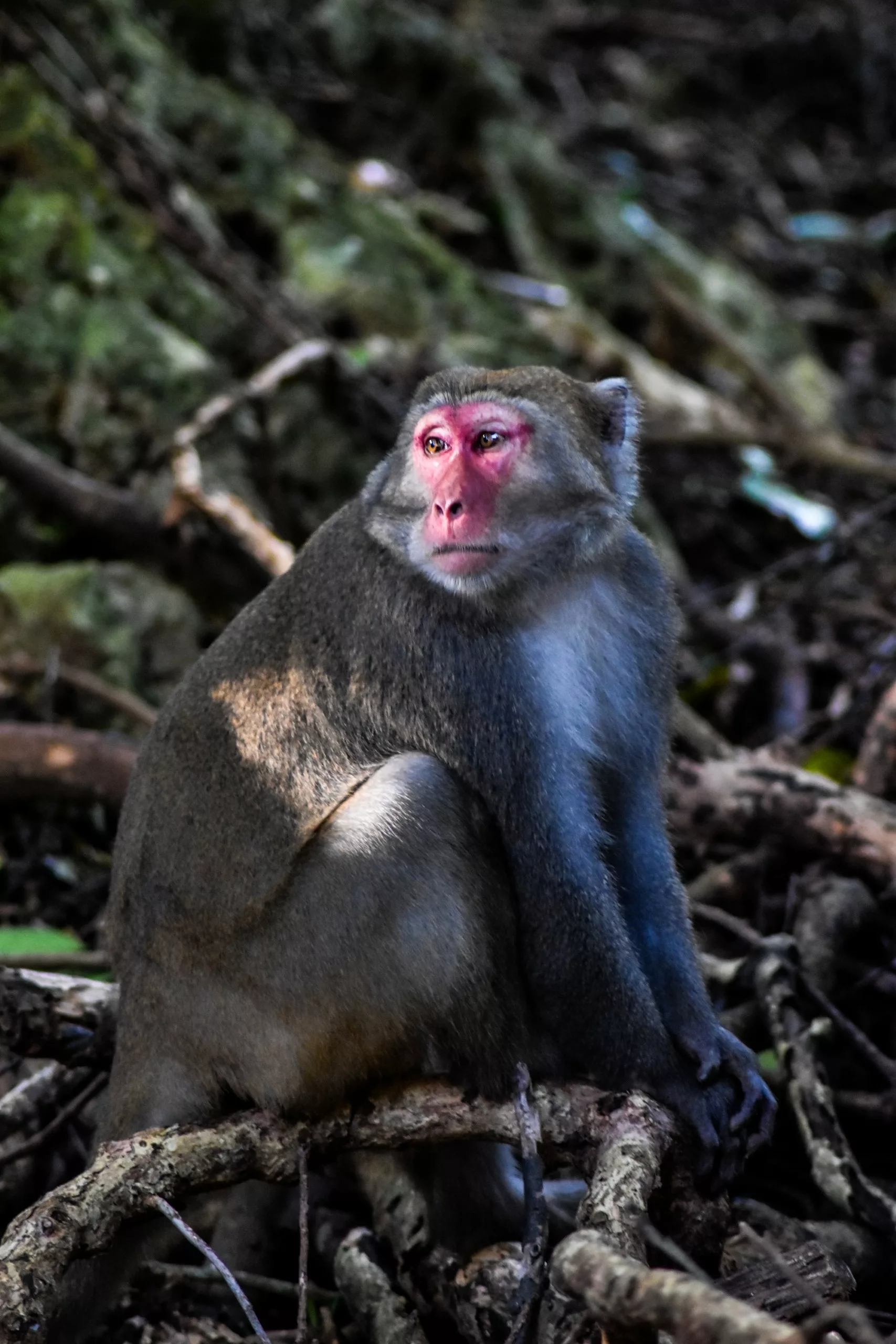 Un singe au pelage gris et au visage rose-rouge est assis sur les racines d'un arbre dans une zone forestière.