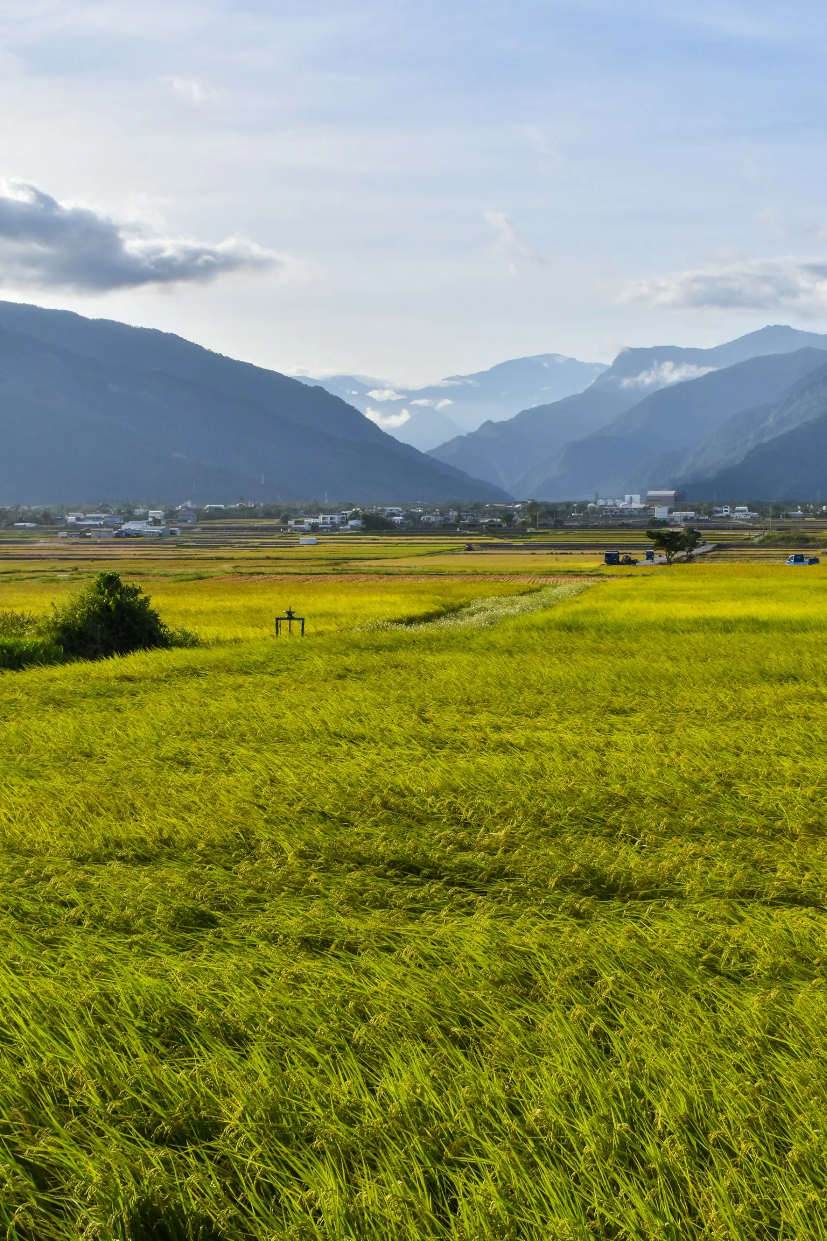 Un vaste champ de cultures jaune-vert s'étend vers les montagnes lointaines tandis qu'une petite ville est installée au pied des montagnes.