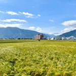 Un vaste champ de cultures dorées avec des bâtiments au loin, sur fond de montagnes vertes et d'un ciel bleu parsemé de nuages