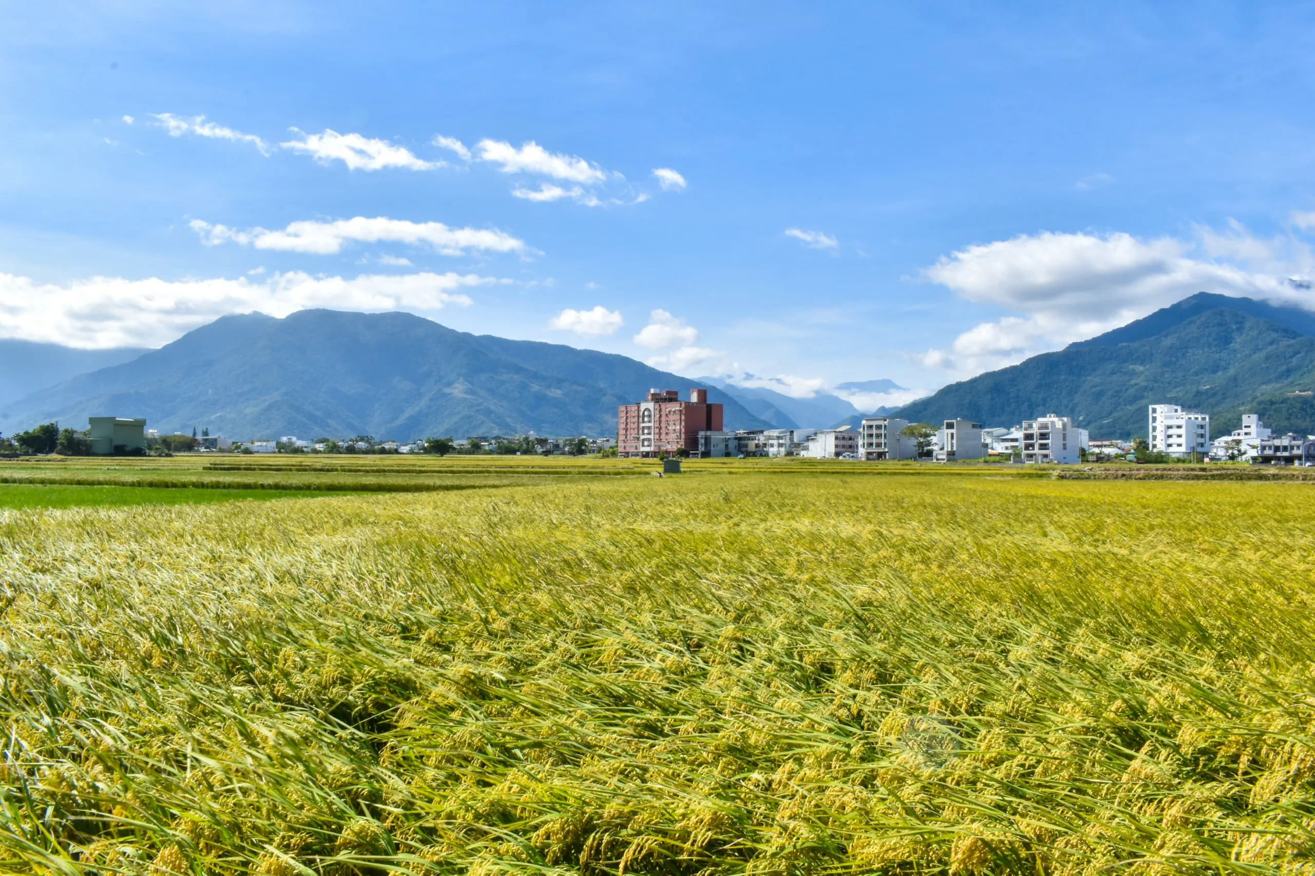 Un vaste champ de cultures dorées avec des bâtiments au loin, sur fond de montagnes vertes et d'un ciel bleu parsemé de nuages