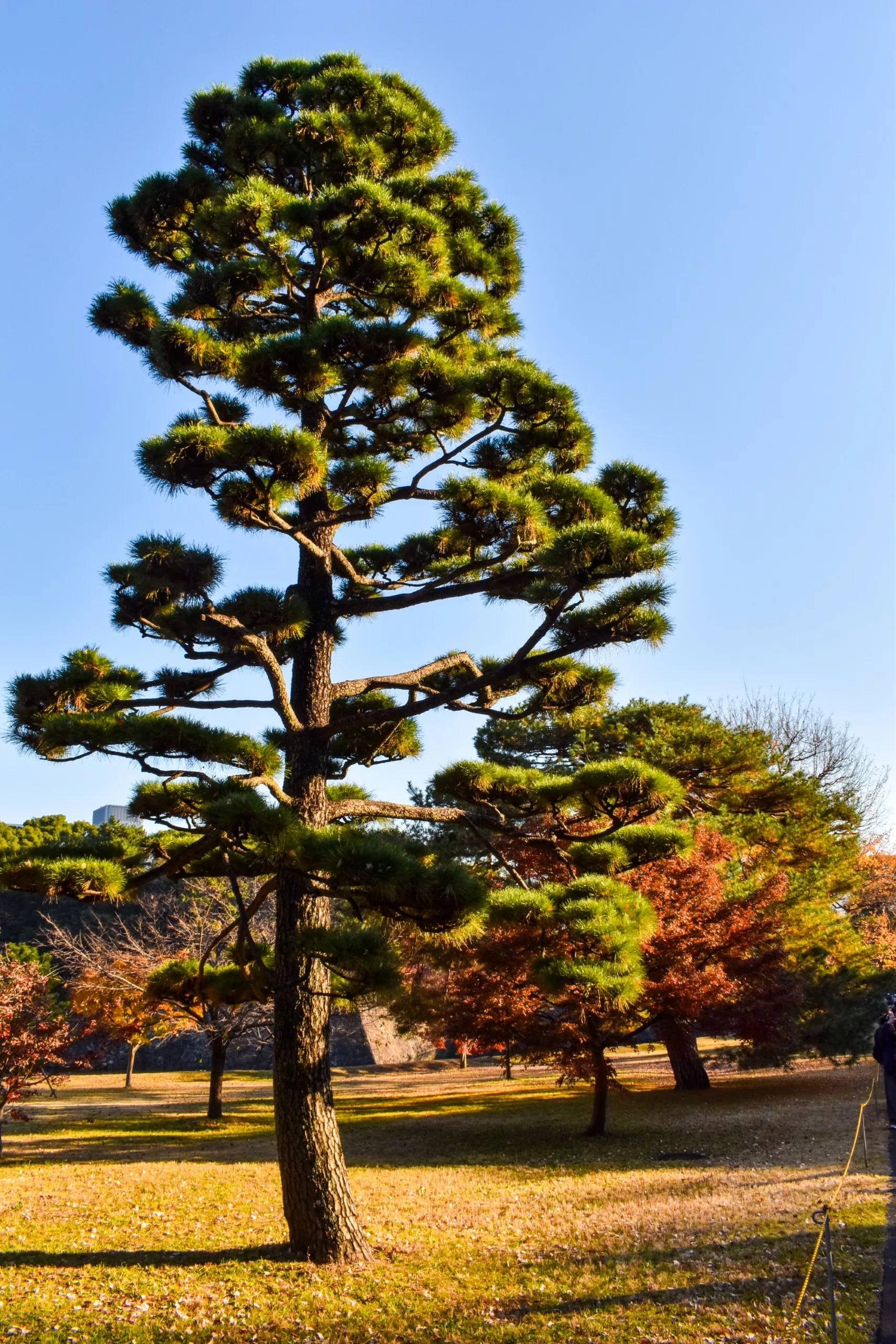 Un grand pin aux branches étagées se dresse dans un parc ensoleillé sous un ciel bleu. Des arbres aux couleurs de l'automne et des feuilles éparses complètent la scène.