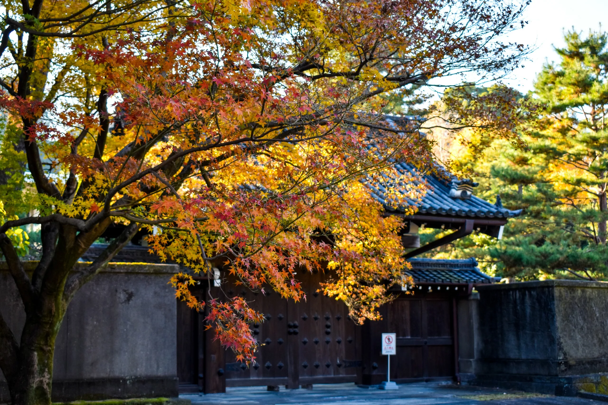 Un arbre aux feuilles d'automne jaunes et orange se dresse devant un portail traditionnel en bois et un mur de pierre, offrant une scène paisible à ceux qui cherchent l'inspiration sur ce qu'il faut faire à Tokyo, avec un panneau "no parking" près de l'entrée.