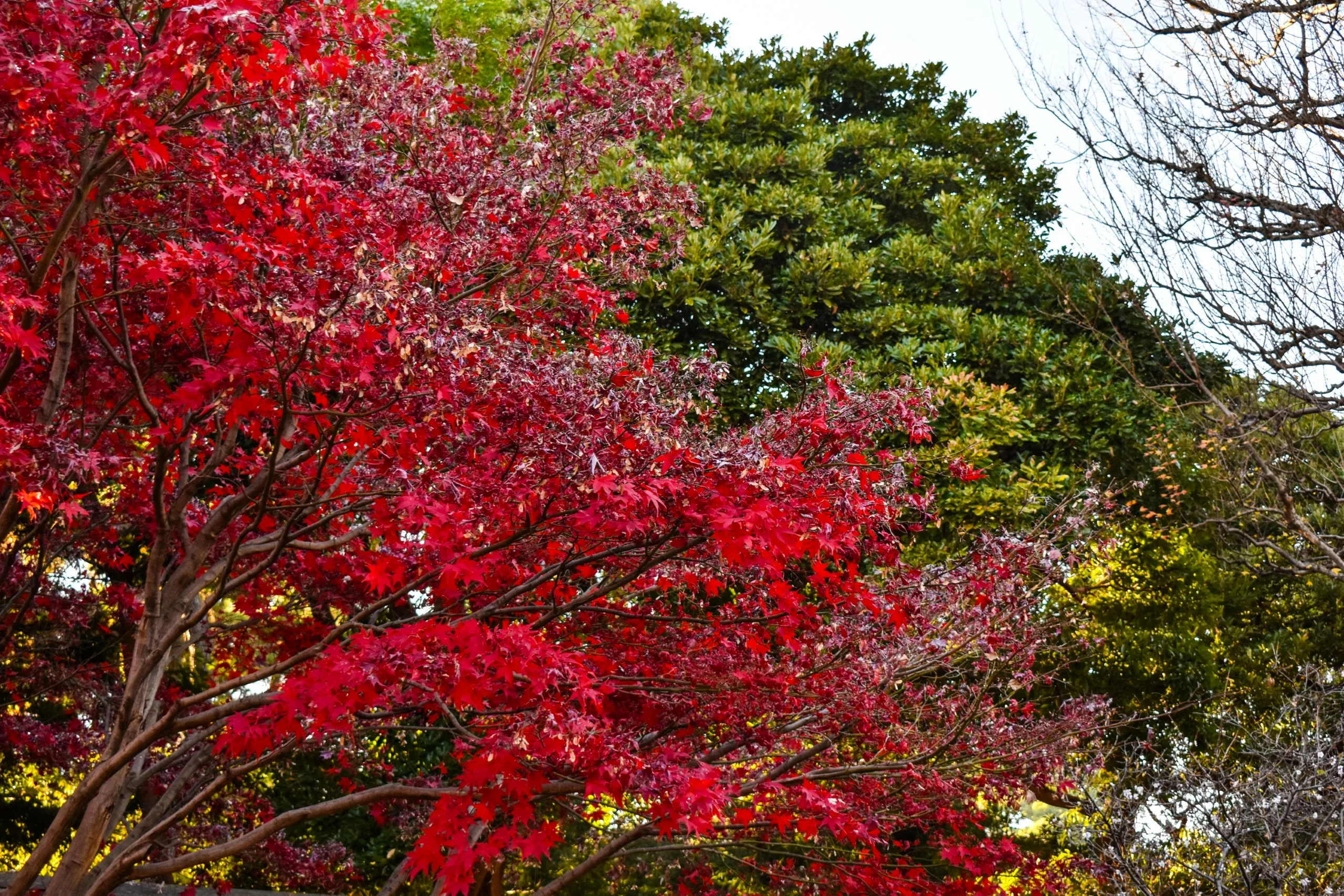 Un arbre aux feuilles d'un rouge éclatant se dresse devant des arbres aux feuilles vertes, tandis qu'un arbre sans feuilles est visible sur le côté droit. Cette image rappelle les scènes d'automne que l'on peut trouver en explorant Que faire à Tokyo sous un ciel dégagé.