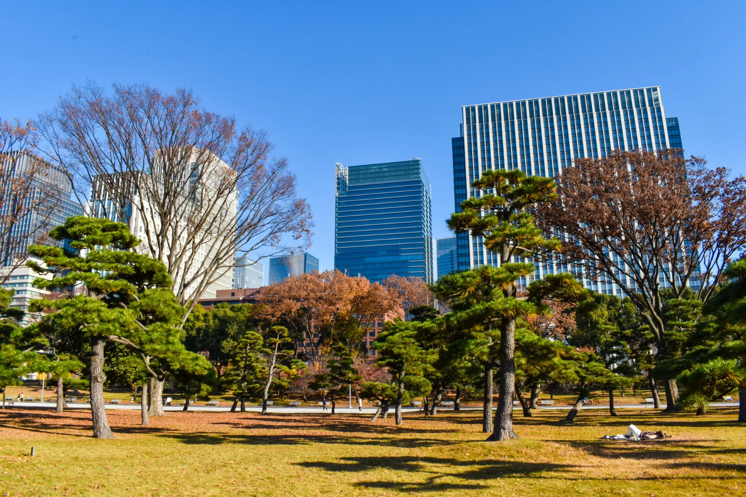 Un parc urbain avec des arbres verts et bruns est représenté au premier plan, tandis que de grands immeubles de bureaux modernes et des gratte-ciel se dressent dans un ciel bleu clair - un endroit idéal si vous vous demandez que faire à Tokyo.