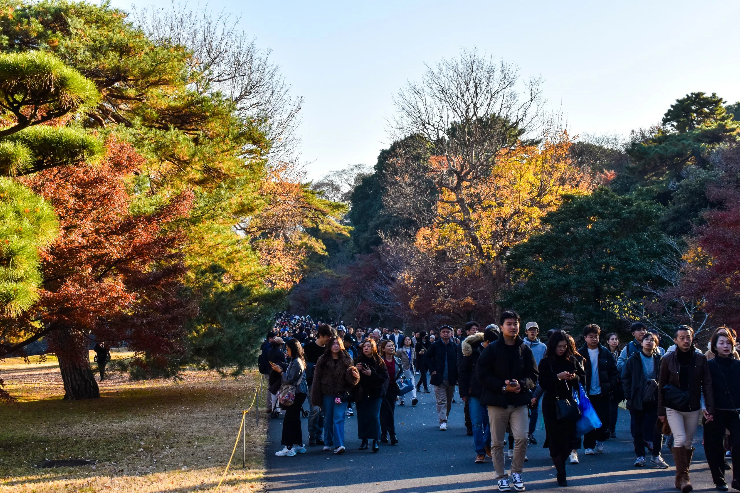 Un grand groupe de personnes marche sur un chemin pavé dans un parc bordé de feuillages d'automne, rappelant que faire à Tokyo pendant l'automne. Le ciel est dégagé et tout le monde est habillé chaudement.
