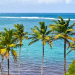De grands palmiers se dressent devant l'eau claire et turquoise de l'océan.