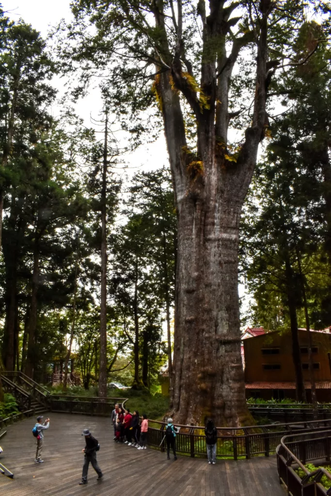 Un arbre massif et ancien est entouré d'une plate-forme d'observation en bois à Alishan, Taïwan. Plusieurs personnes sont rassemblées près de sa base, prenant des photos et regardant vers le haut, avec de grands arbres et quelques structures en arrière-plan.