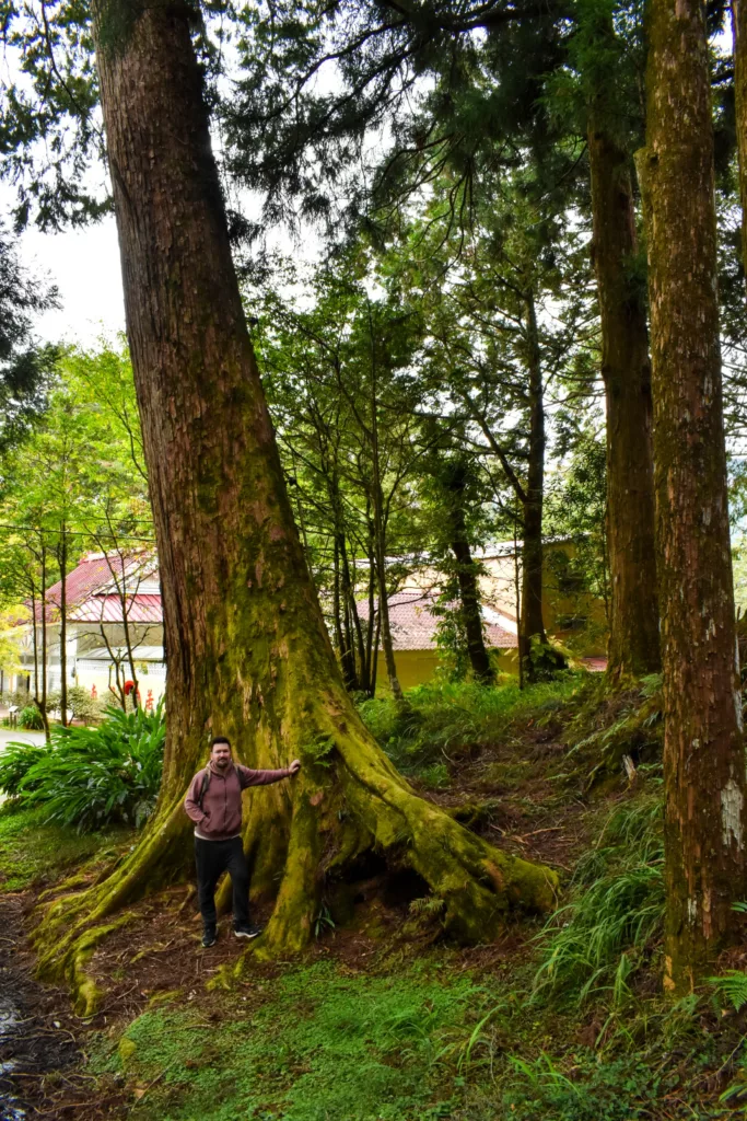 Une personne se tient debout, une main posée sur les racines couvertes de mousse d'un grand arbre à Alishan, Taïwan, entouré d'une forêt, avec un bâtiment au toit rouge visible à l'arrière-plan.