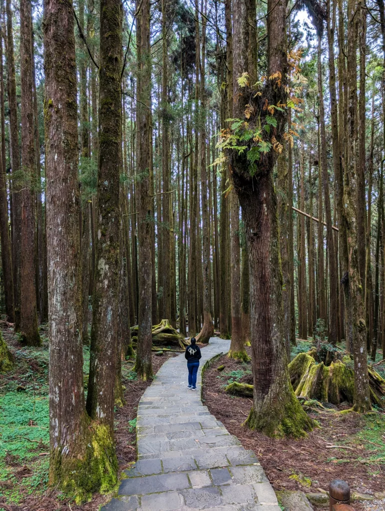 Une personne portant un sweat à capuche noir marche sur un chemin de pierre à travers la forêt dense d'Alishan, à Taïwan, composée de grands arbres droits avec de la mousse verte recouvrant le sol et les troncs d'arbres.