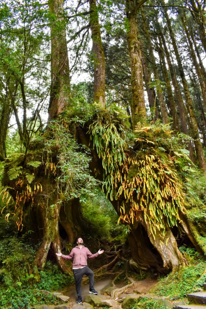 Une personne se tient debout, les bras étendus, sous deux grands arbres couverts de mousse qui forment une arche naturelle dans la forêt dense et verdoyante d'Alishan Taïwan, entourée de fougères et de feuillages luxuriants.