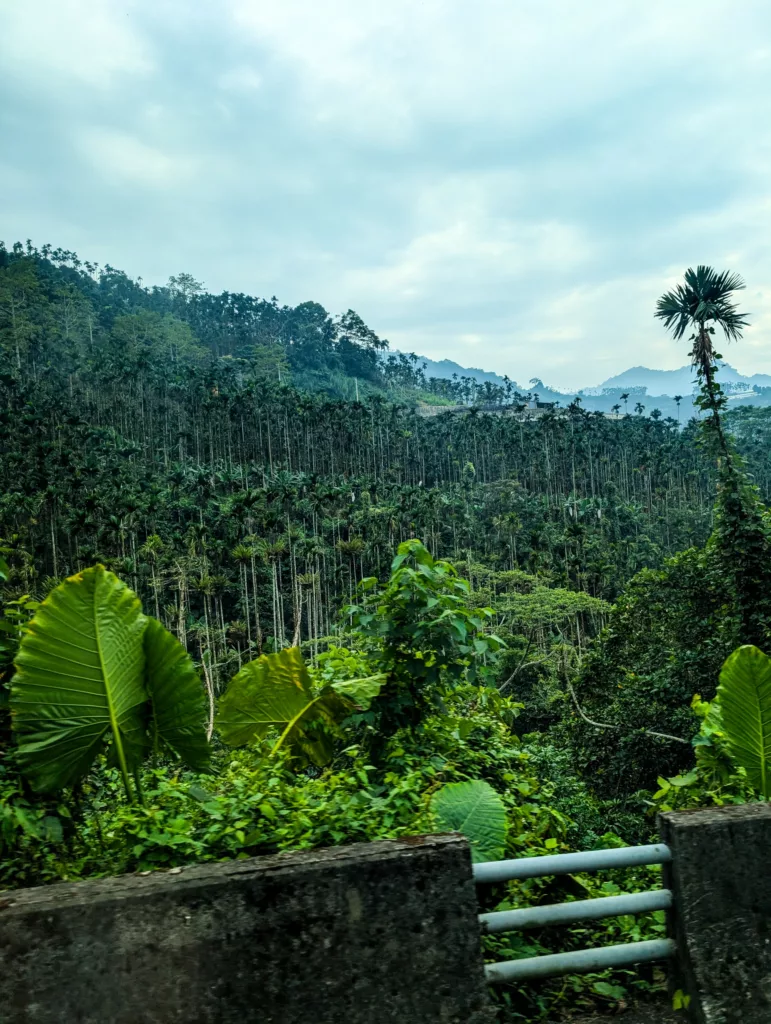 Forêt tropicale dense avec de grands arbres élancés et de grandes feuilles vertes au premier plan. Des collines lointaines sont visibles sous un ciel nuageux, avec une balustrade en métal le long du bord inférieur.