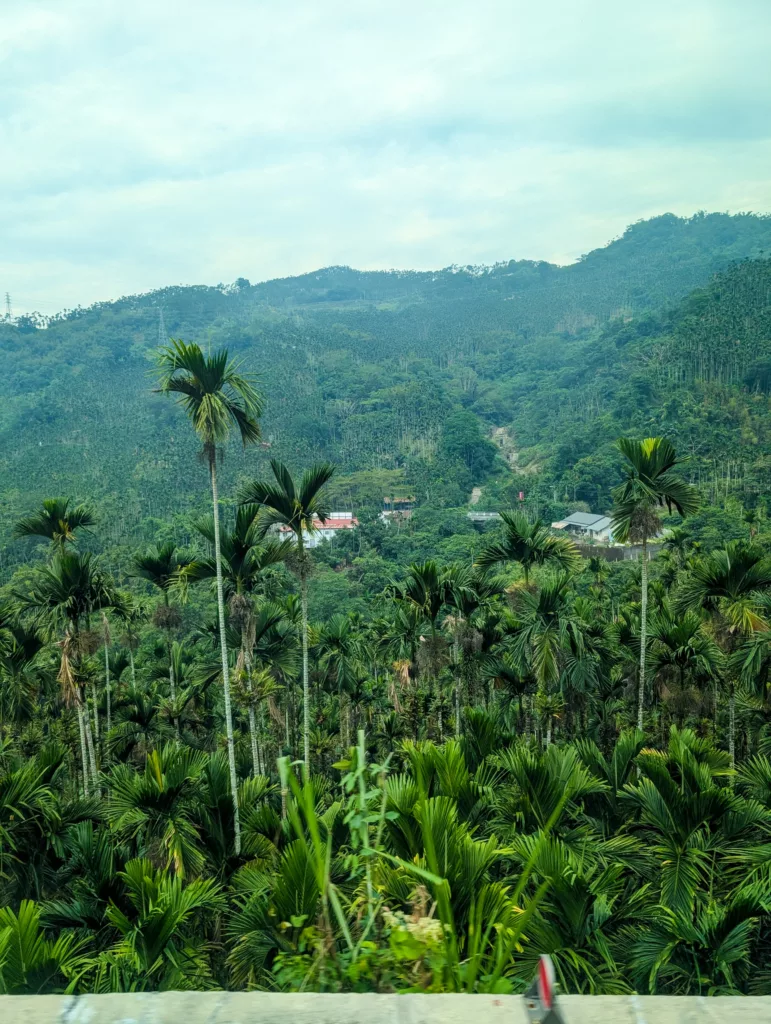 Une forêt verte et dense, composée de grands arbres minces aux feuilles semblables à celles des palmiers, s'étend sur des collines ondulantes.