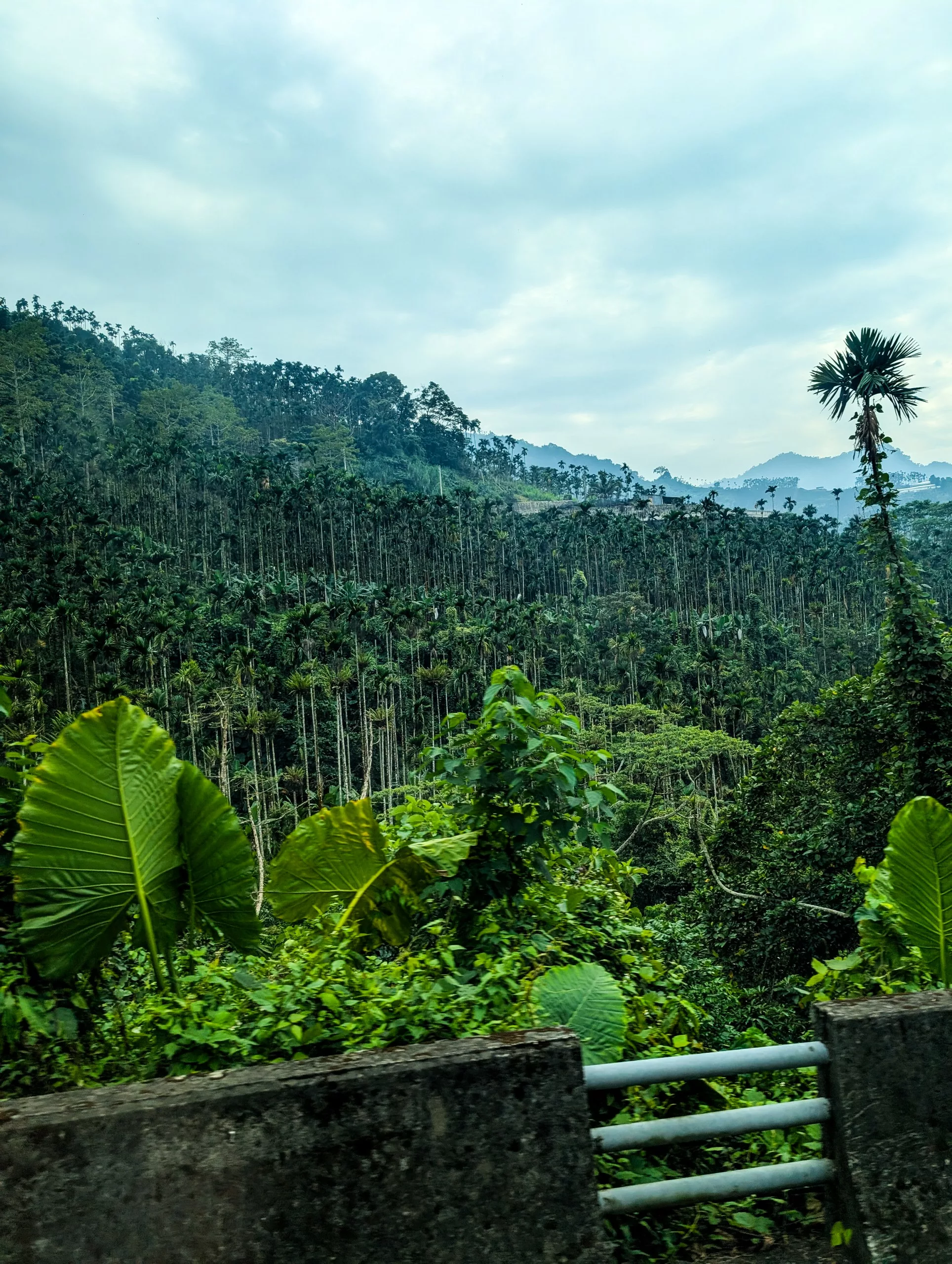 Forêt tropicale dense avec de grands arbres élancés et de grandes feuilles vertes au premier plan. Des collines lointaines sont visibles sous un ciel nuageux, avec une balustrade en métal le long du bord inférieur.
