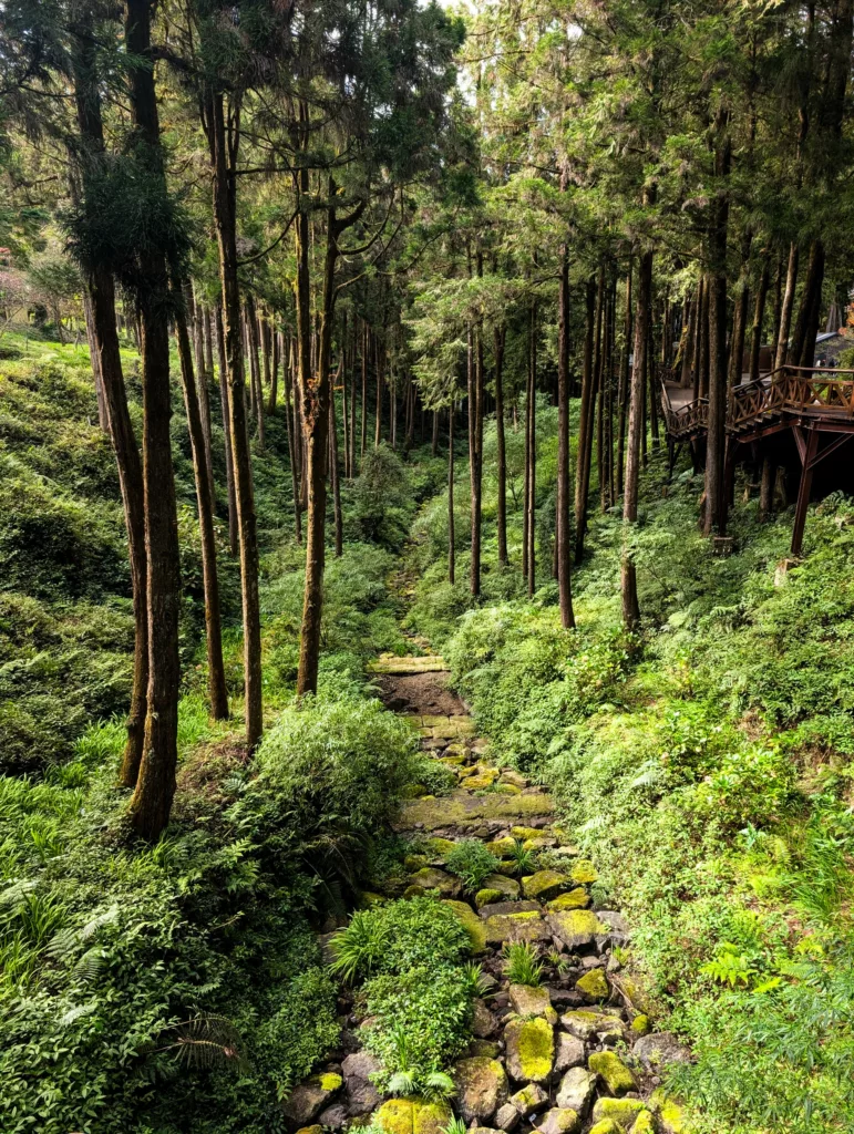 Un ruisseau étroit et rocailleux, couvert de mousse, serpente à travers une forêt de grands arbres minces à Alishan, Taïwan, entouré d'une végétation verte dense. 