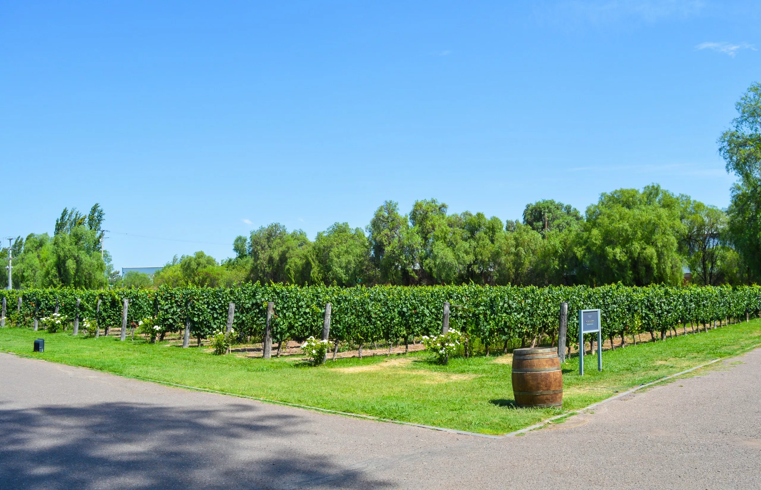 Un vignoble avec des rangées de vignes, bordé d'arbres sous un ciel bleu clair. Un tonneau en bois et un petit panneau sont posés sur l'herbe près d'un chemin asphalté.