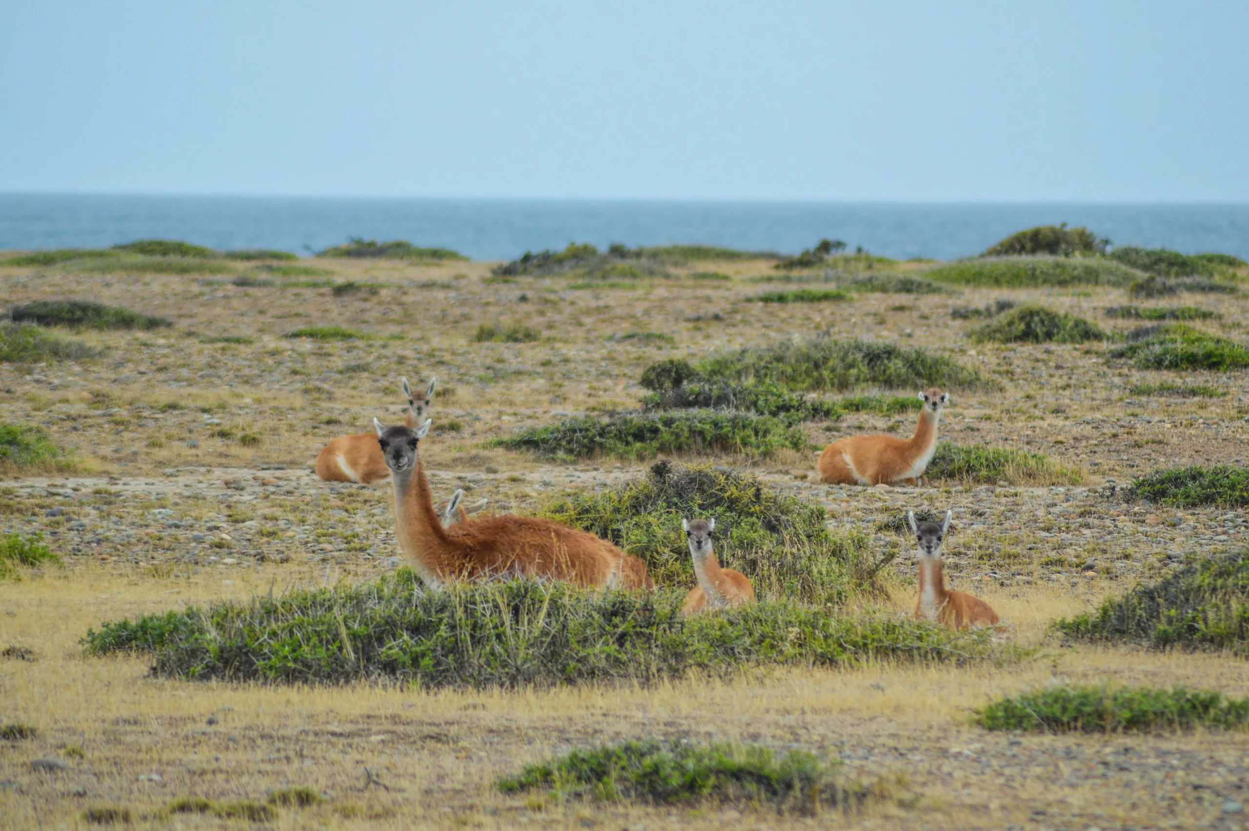 Cinq guanacos se reposent parmi des arbustes bas dans un paysage ouvert et herbeux près de la mer, avec des vues sur l'océan et la faune sous un ciel bleu clair.