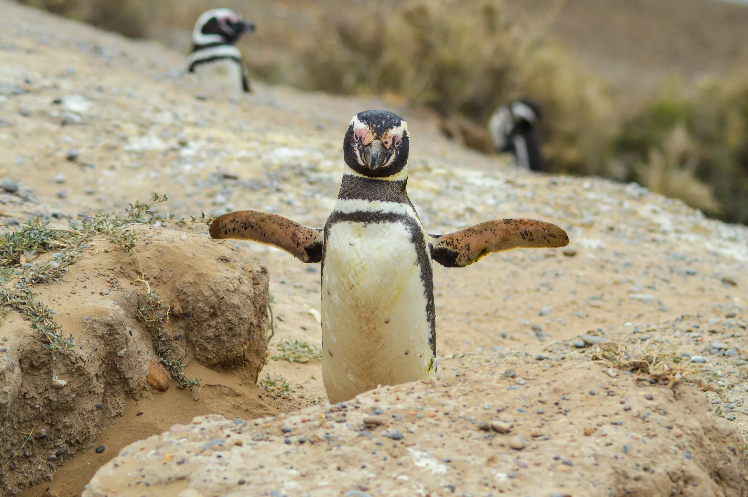 Un pingouin se tient sur un sol rocheux, les ailes déployées - un spectacle unique à ajouter à votre liste de que faire en Argentine. Deux autres pingouins apparaissent en arrière-plan flou sur un terrain en pente à la végétation clairsemée.