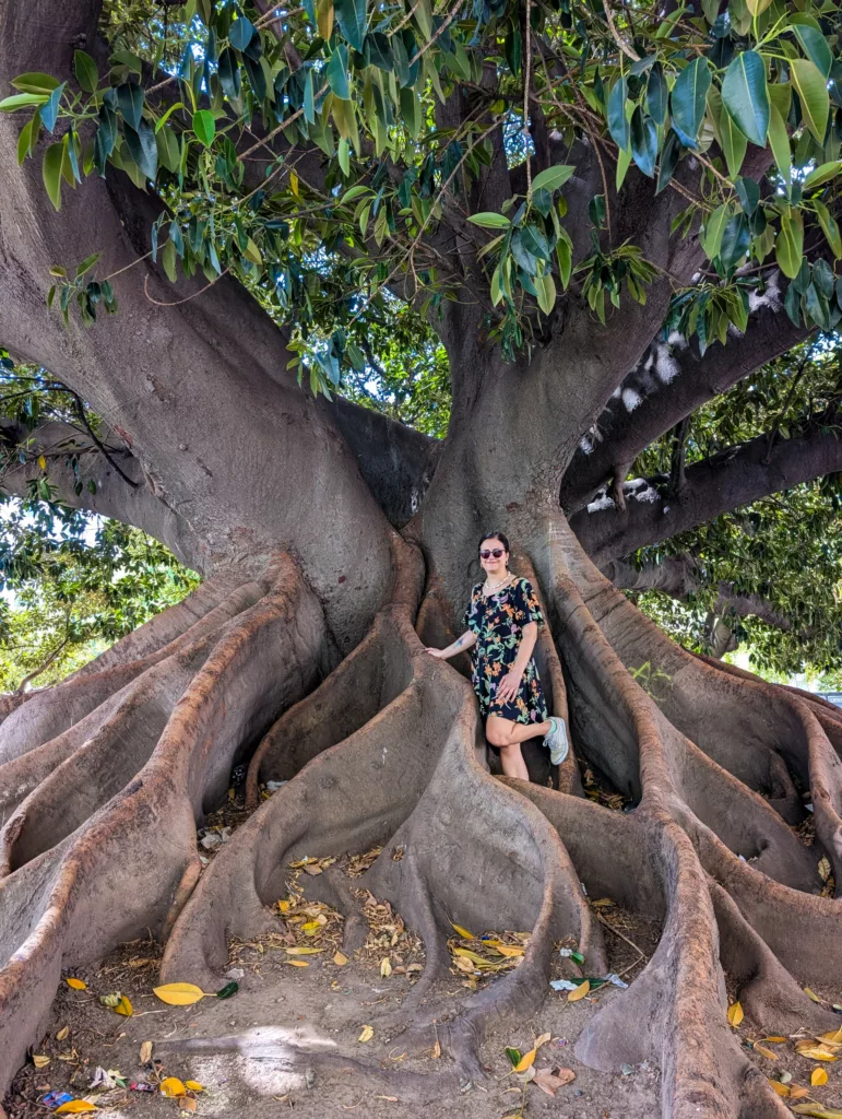 Une femme vêtue d'une robe à fleurs et portant des lunettes de soleil se tient parmi les grandes racines exposées d'un arbre massif, partiellement ombragé par son feuillage vert dense