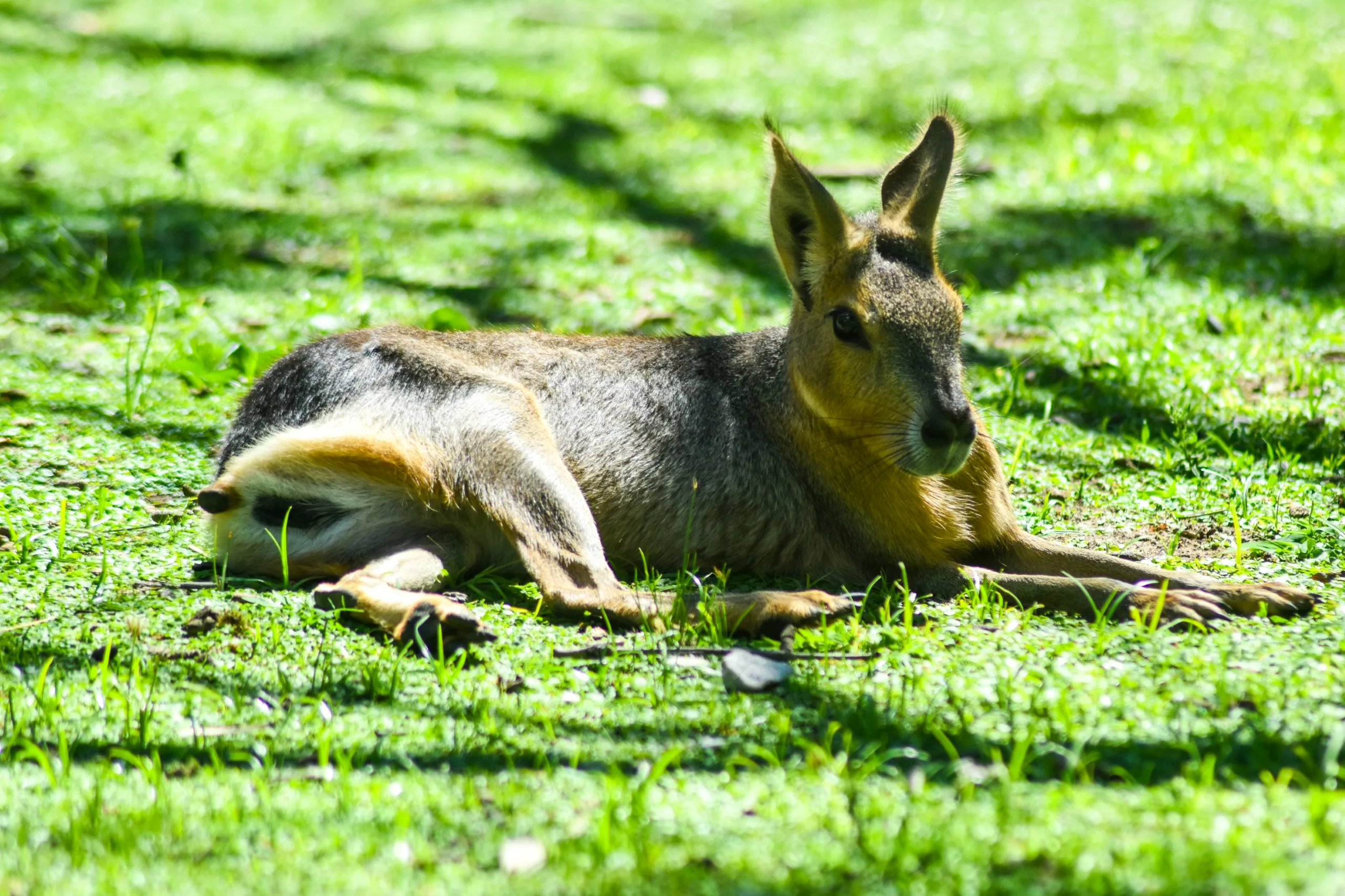 Un mara de Patagonie est couché sur de l'herbe verte dans une zone ensoleillée.