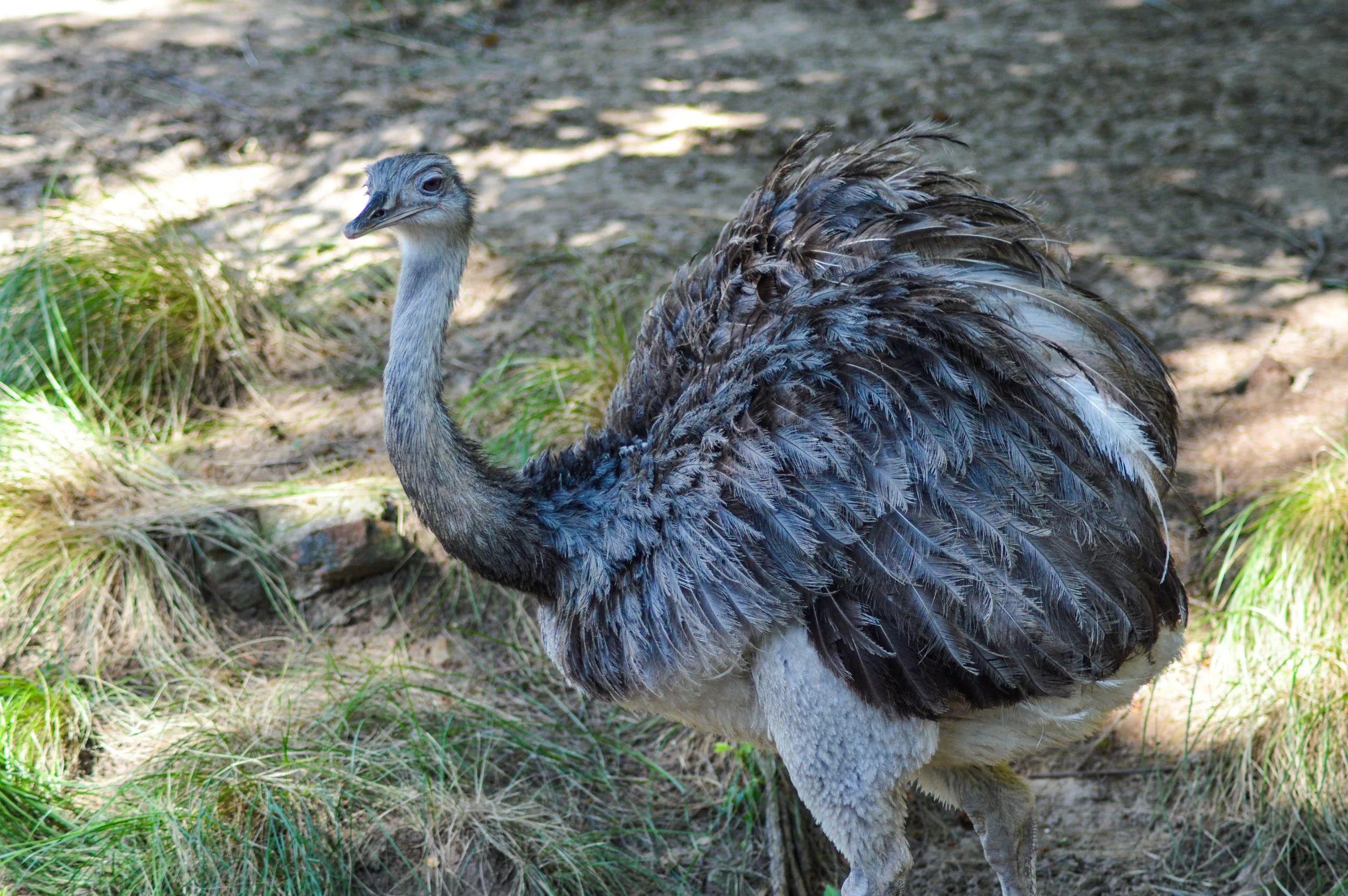Un nandou, sorte d'autruche au plumage gris-brun, se tient sur l'herbe, le corps légèrement voûté et le cou tendu.