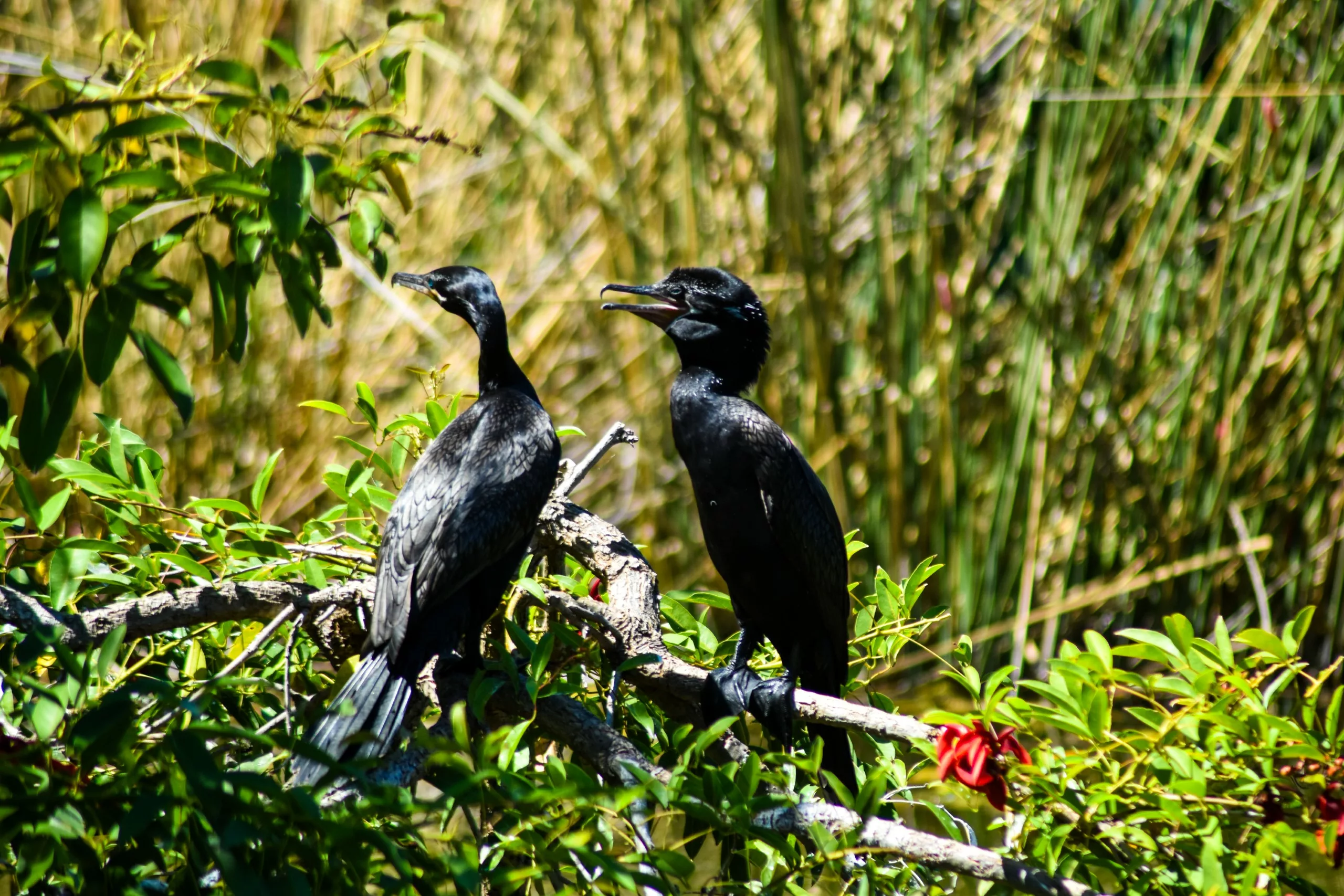 Deux oiseaux noirs au long cou sont perchés sur des branches vertes et feuillues, entourés de hautes herbes dans un décor extérieur ensoleillé