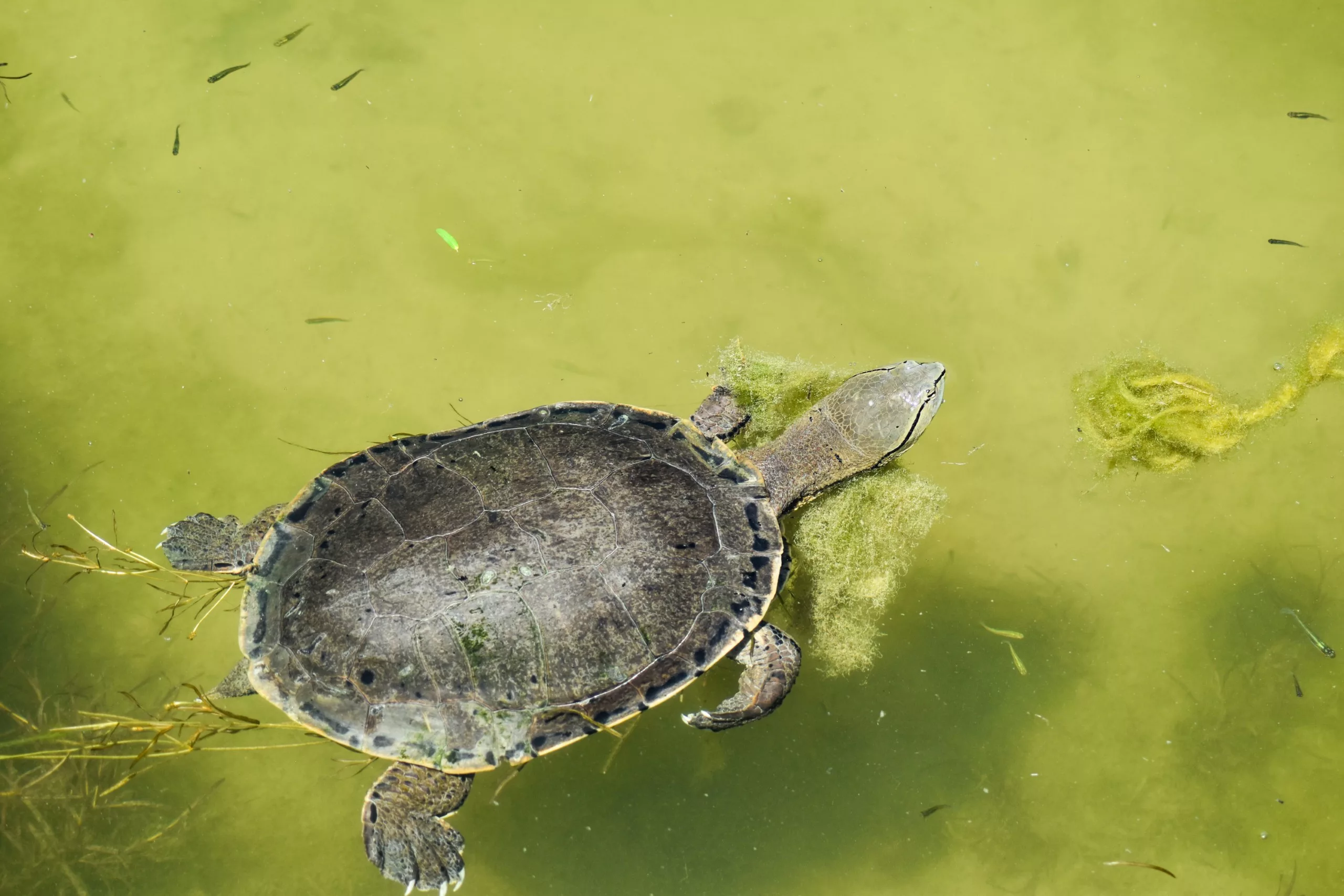 Une tortue à la carapace ovale et sombre nage dans une eau verdâtre à proximité de petits poissons et d'algues.