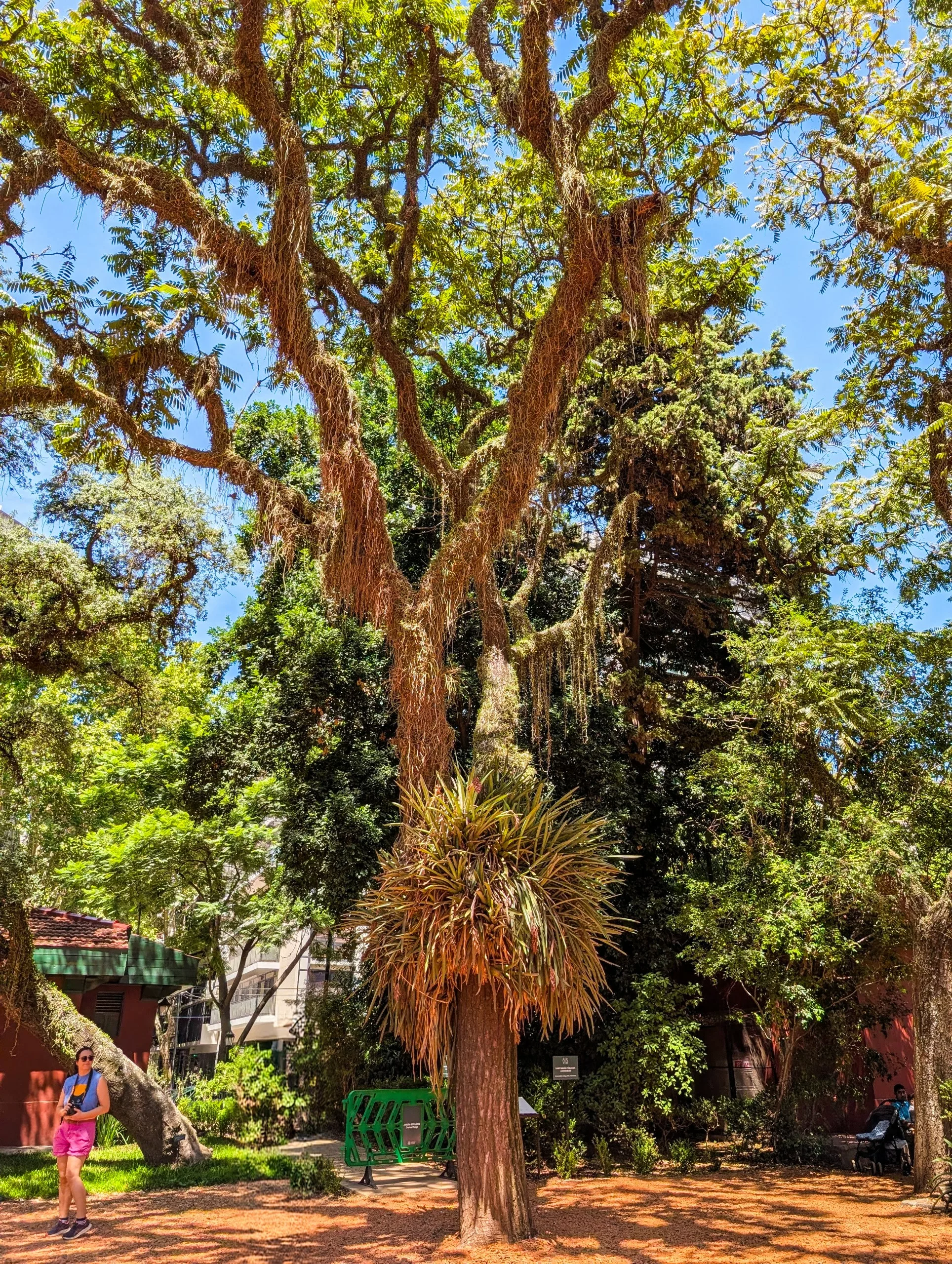 Un grand arbre à la mousse dense et pendante se trouve dans un parc, entouré d'autres arbres. Une personne vêtue d'un haut bleu et d'un short rose se tient sur la gauche ; on aperçoit un banc et une clôture verte.