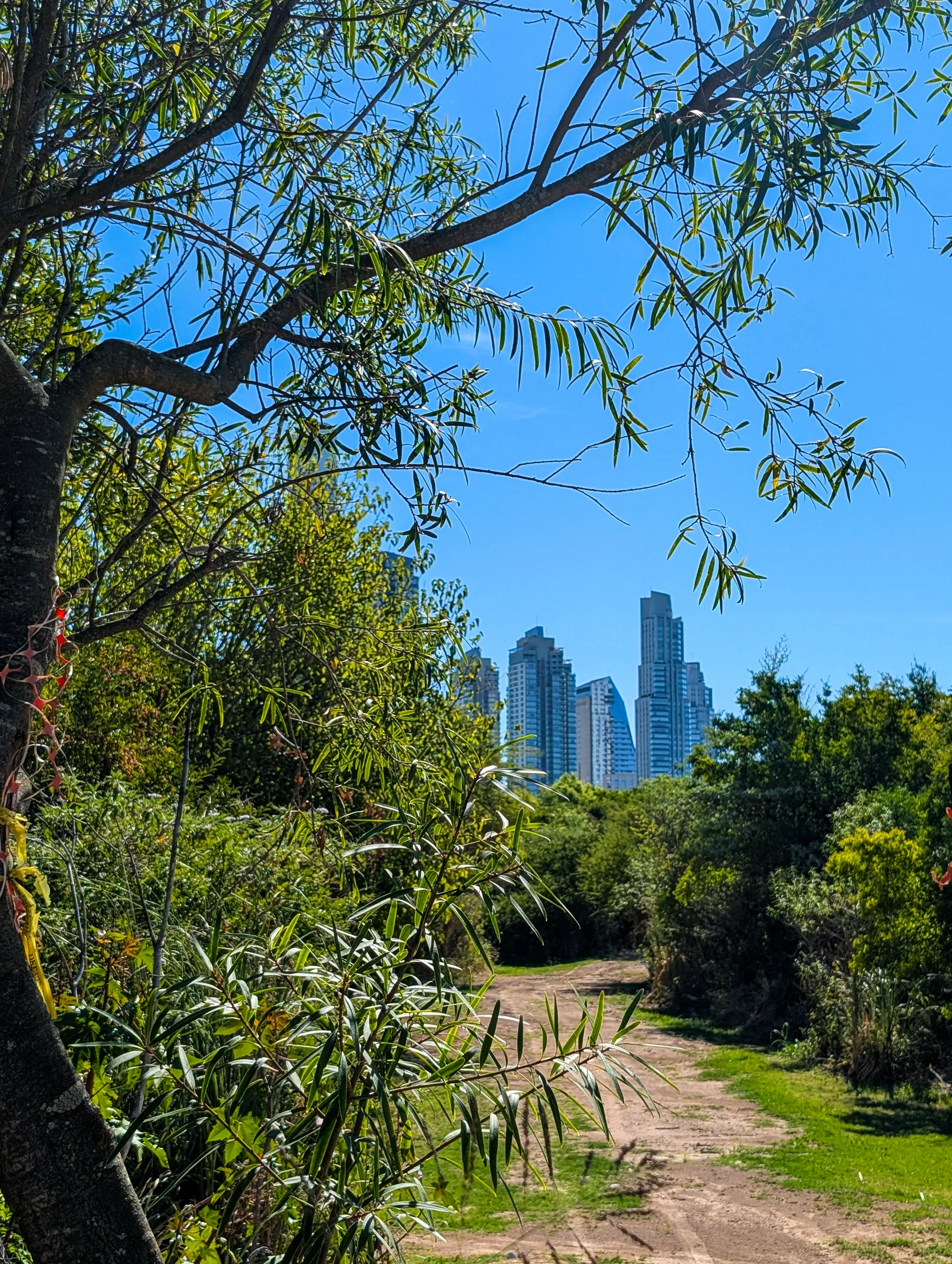 Parc verdoyant avec des gratte-ciel au fond.