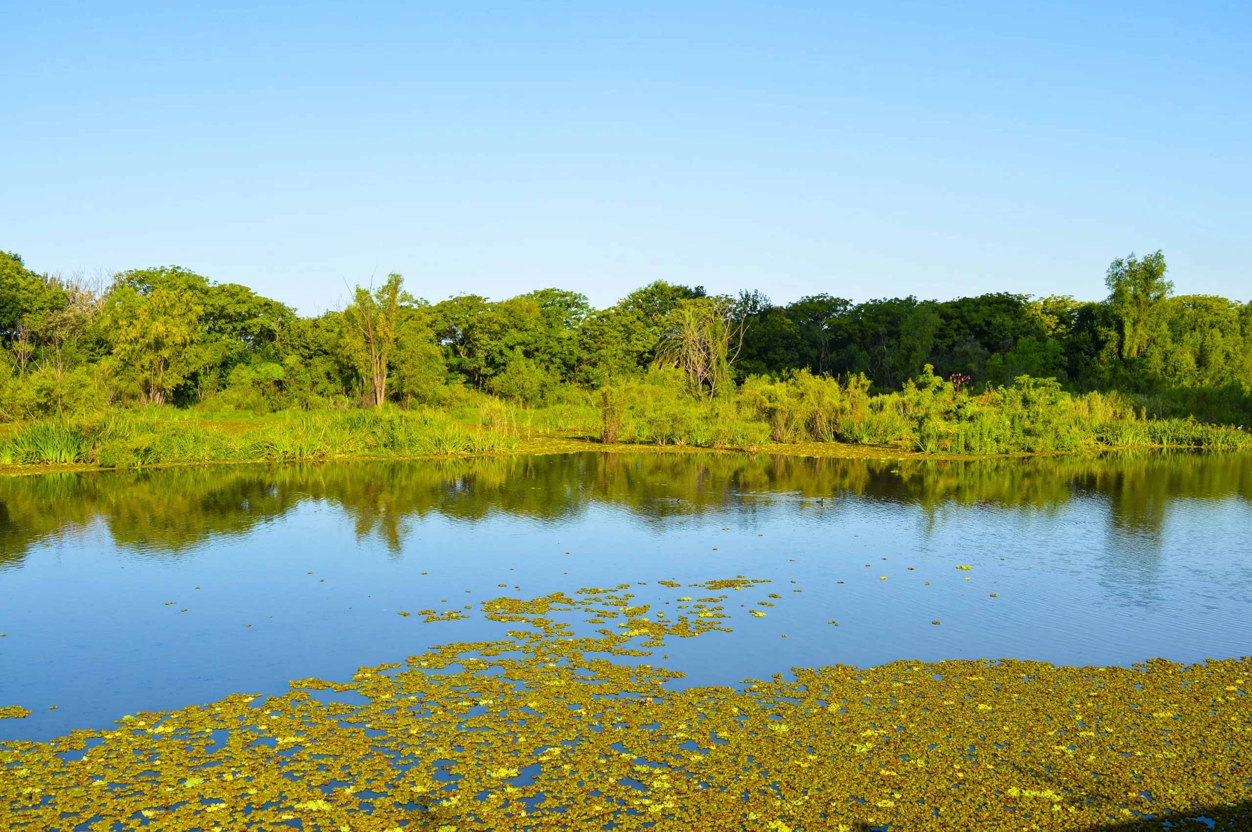 Une étendue d'eau calme avec des taches de plantes aquatiques vertes au premier plan, reflétant le ciel bleu et entourée d'arbres verts denses