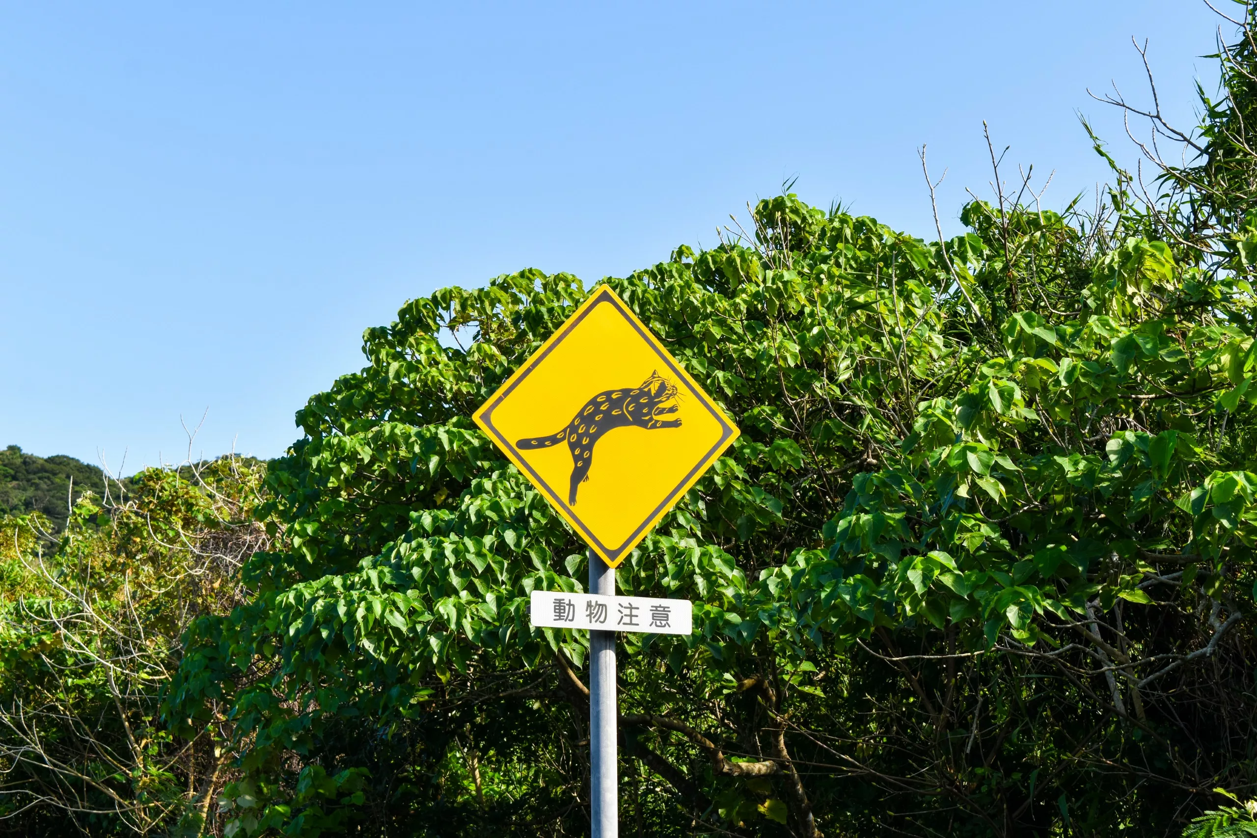 Un panneau routier jaune, sur lequel figure l'illustration noire d'un chat tacheté se détache sur fond de feuillage vert à Okinawa.