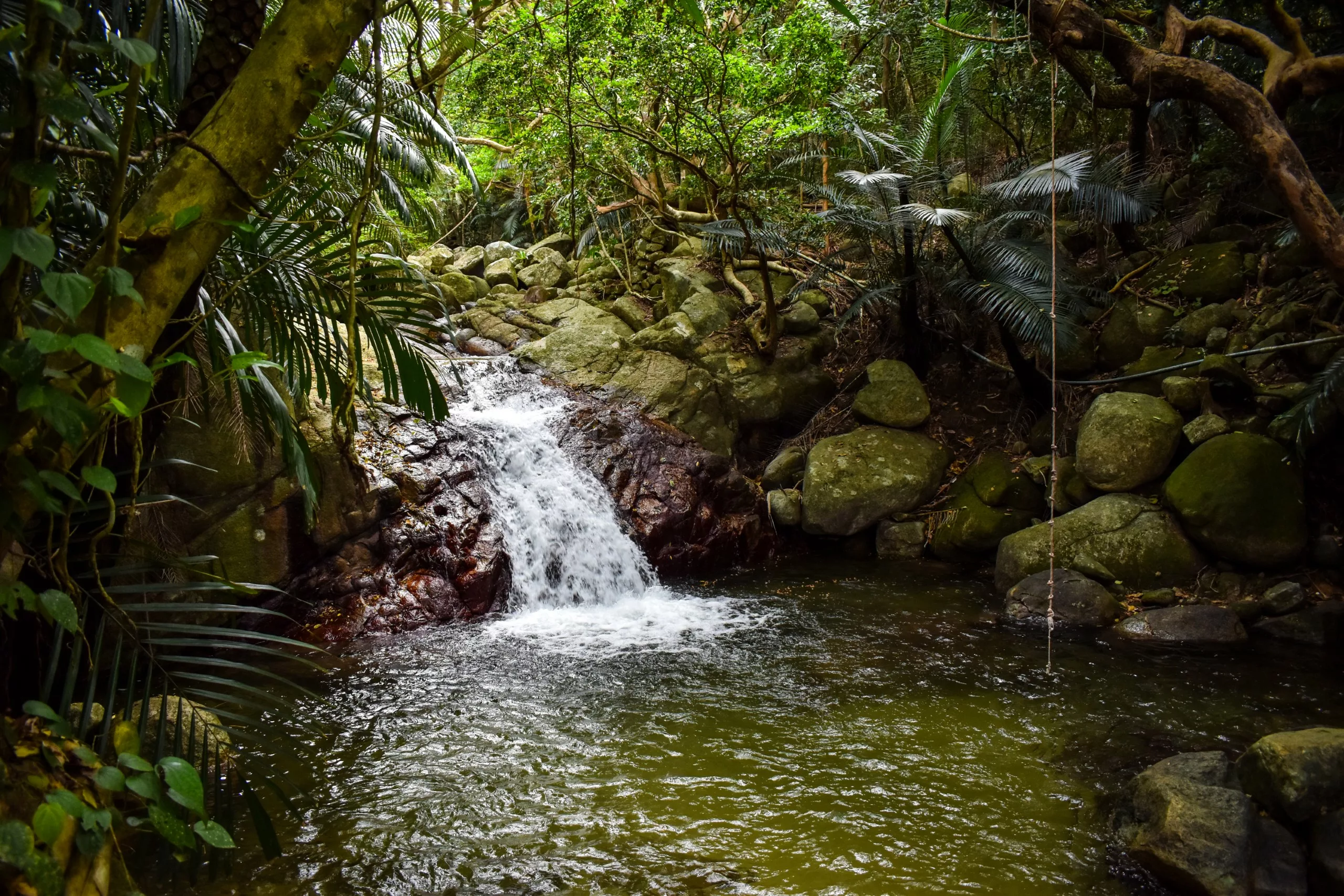 Une petite cascade dévale les rochers pour se jeter dans un bassin limpide et peu profond, entouré d'une végétation dense et verdoyante et de pierres recouvertes de mousse 