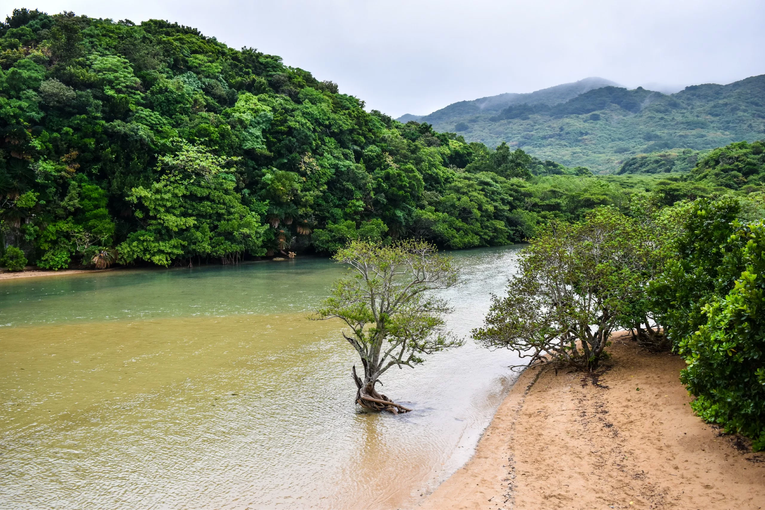 Une rivière aux eaux plutôt boueuses coule le long d'une rive sablonneuse, bordée d'arbres verdoyants et denses avec des collines boisées en arrière-plan.
