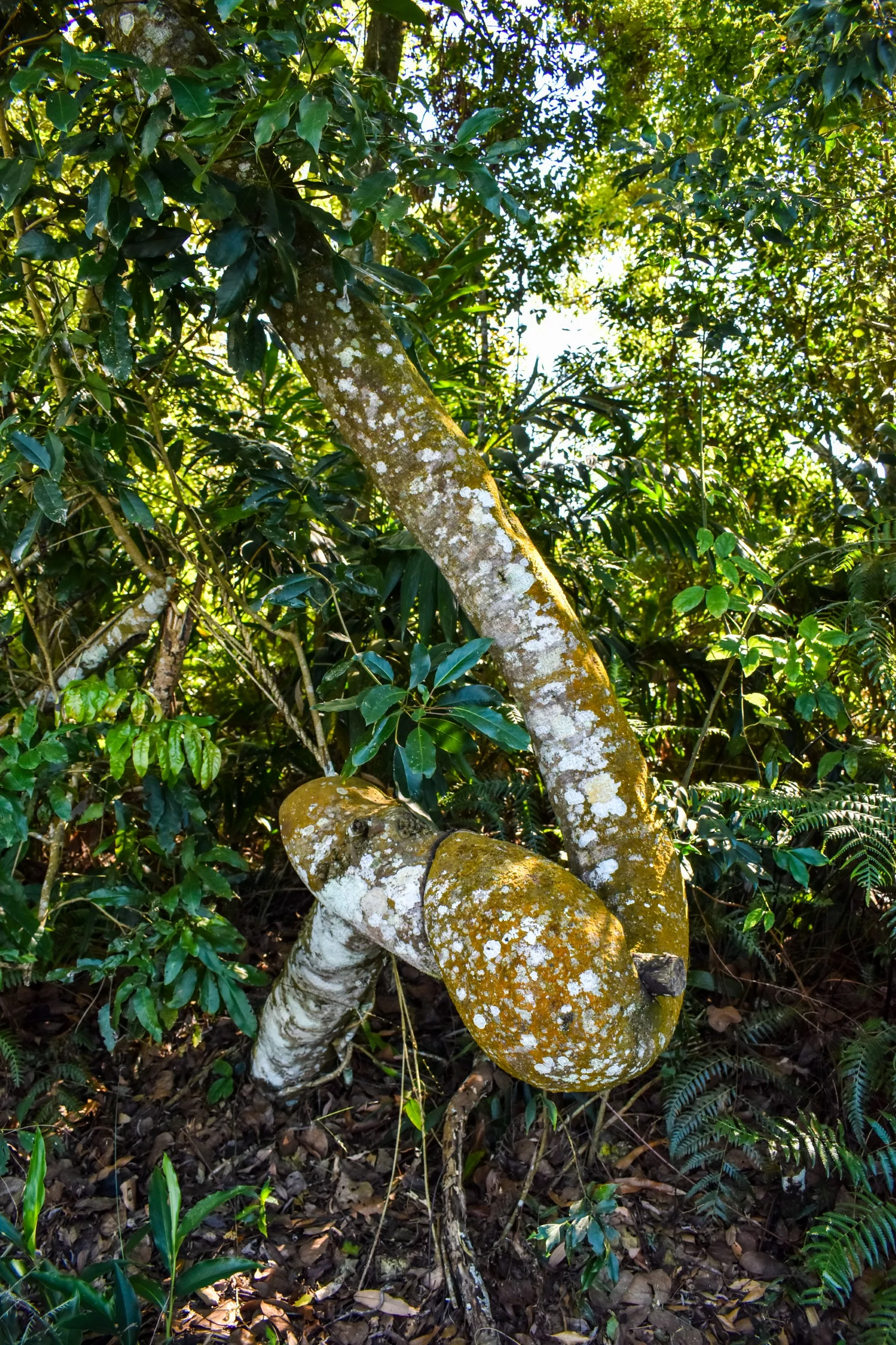Un tronc d'arbre se plie et se sépare en deux branches arrondies, entouré d'un feuillage vert dense