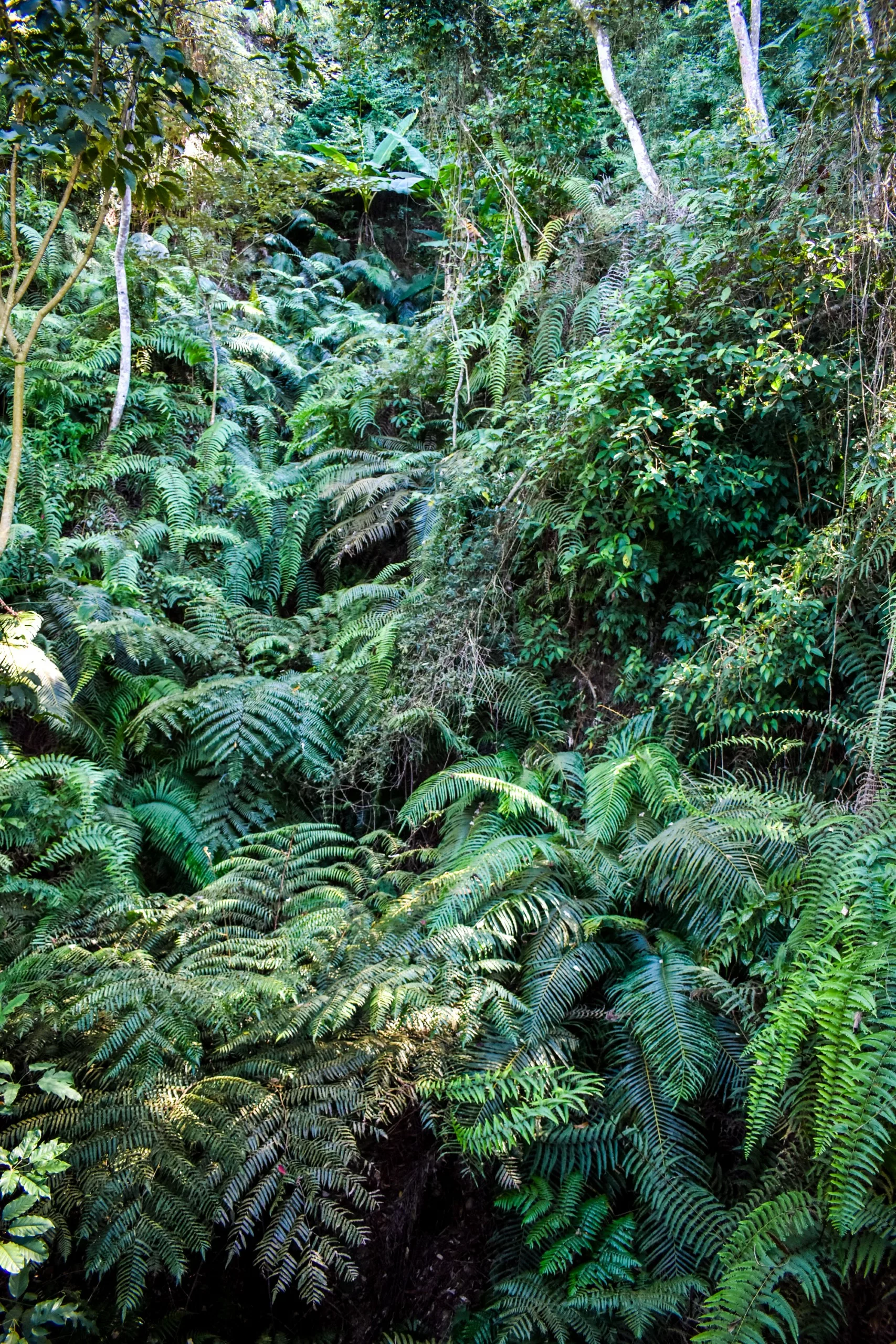 Un feuillage vert dense avec différents types de fougères et de plantes à feuilles