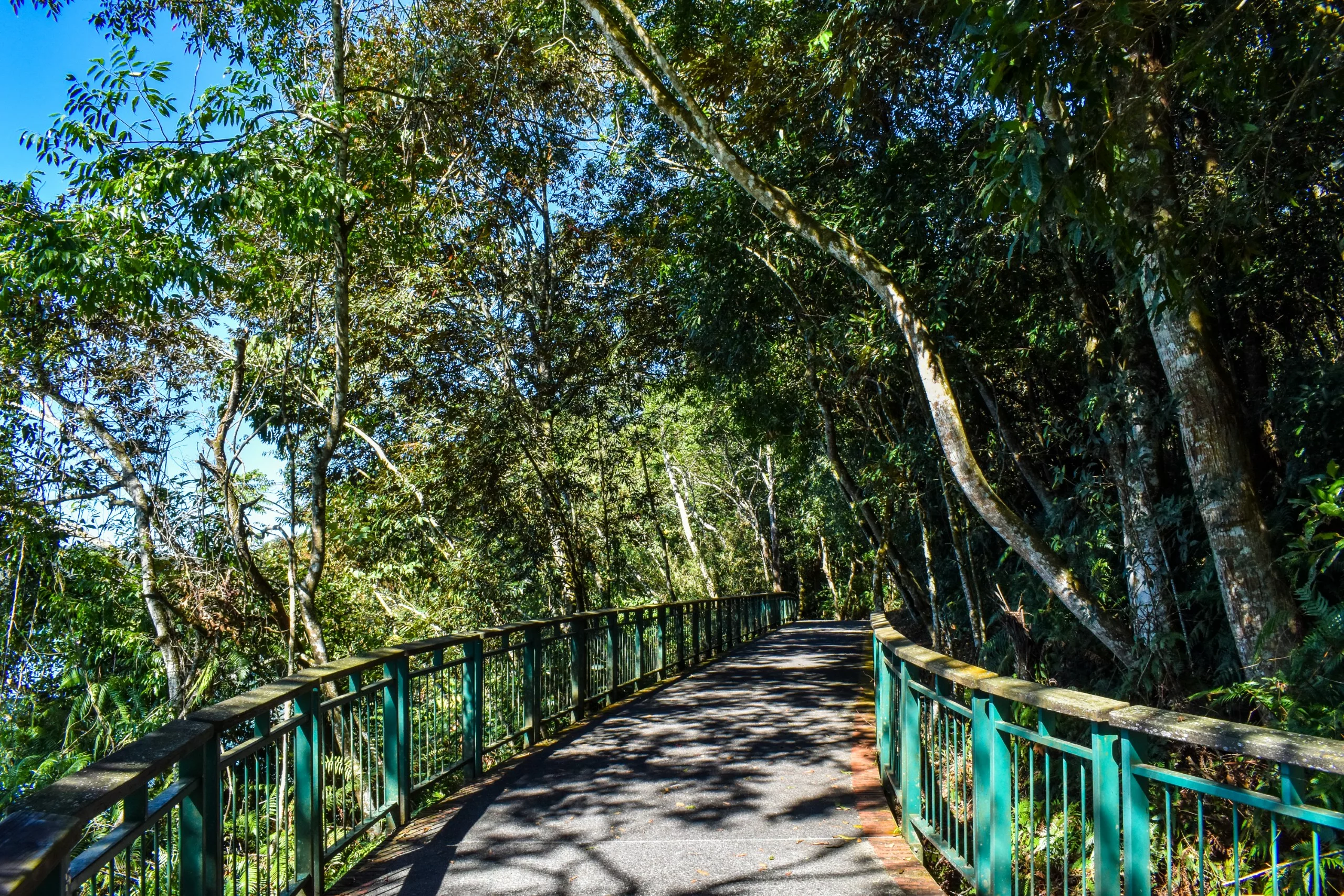 Un sentier pavé avec des balustrades vertes serpente à travers une forêt dense et ensoleillée. De grands arbres et des feuillages entourent le chemin, projetant des ombres tandis que le ciel apparaît à travers les branches
